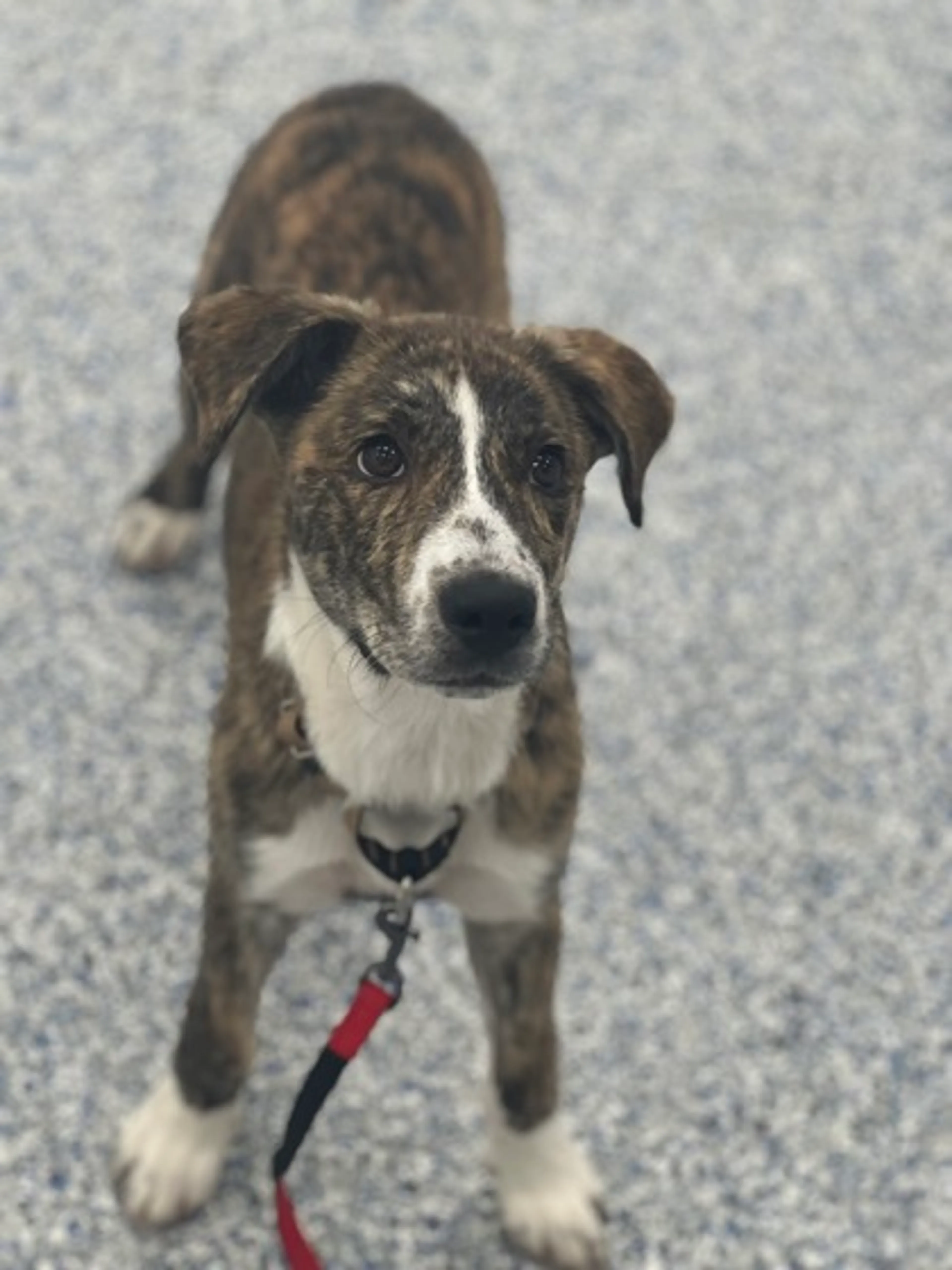 Found pet-1