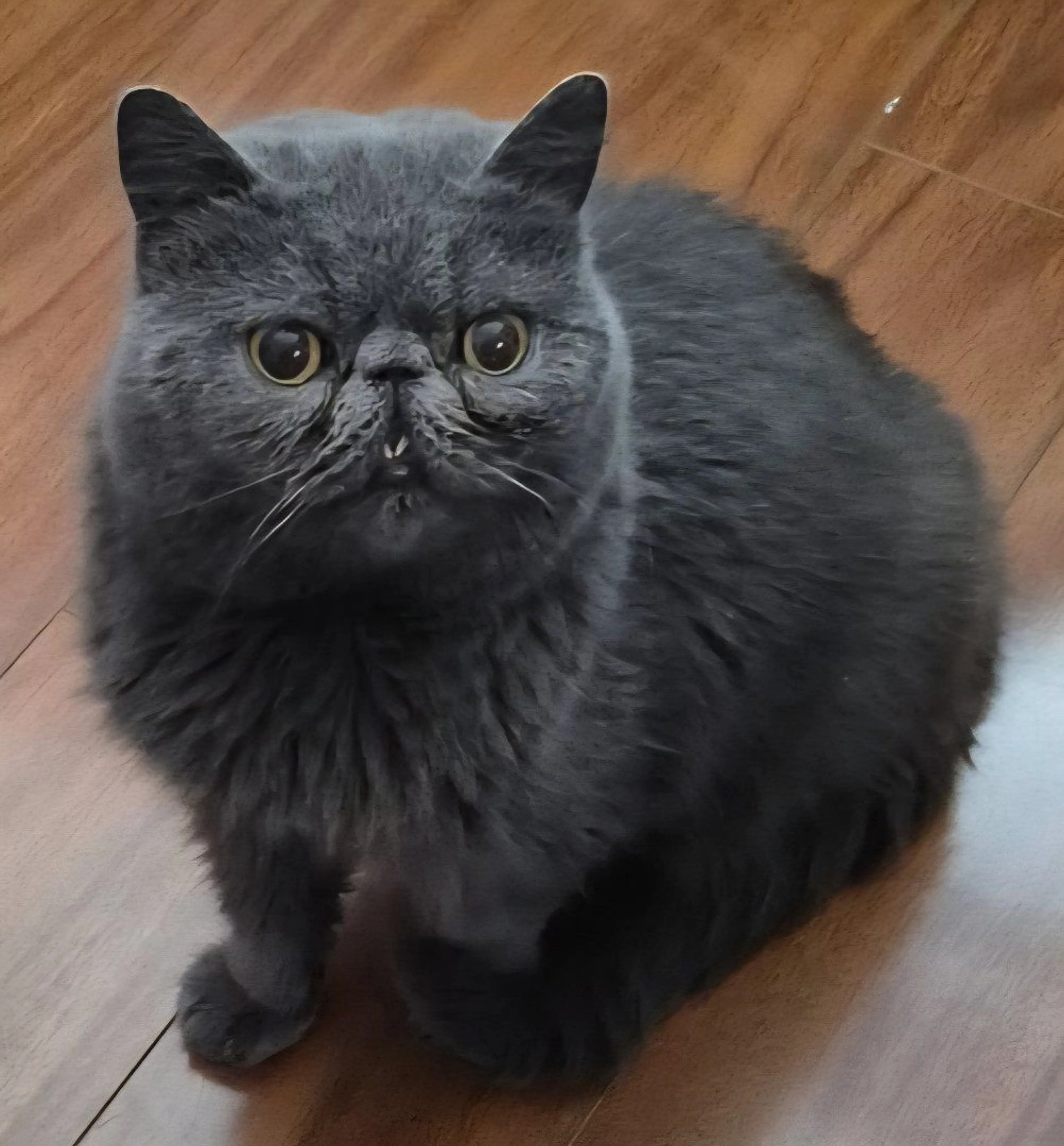 Lost pet