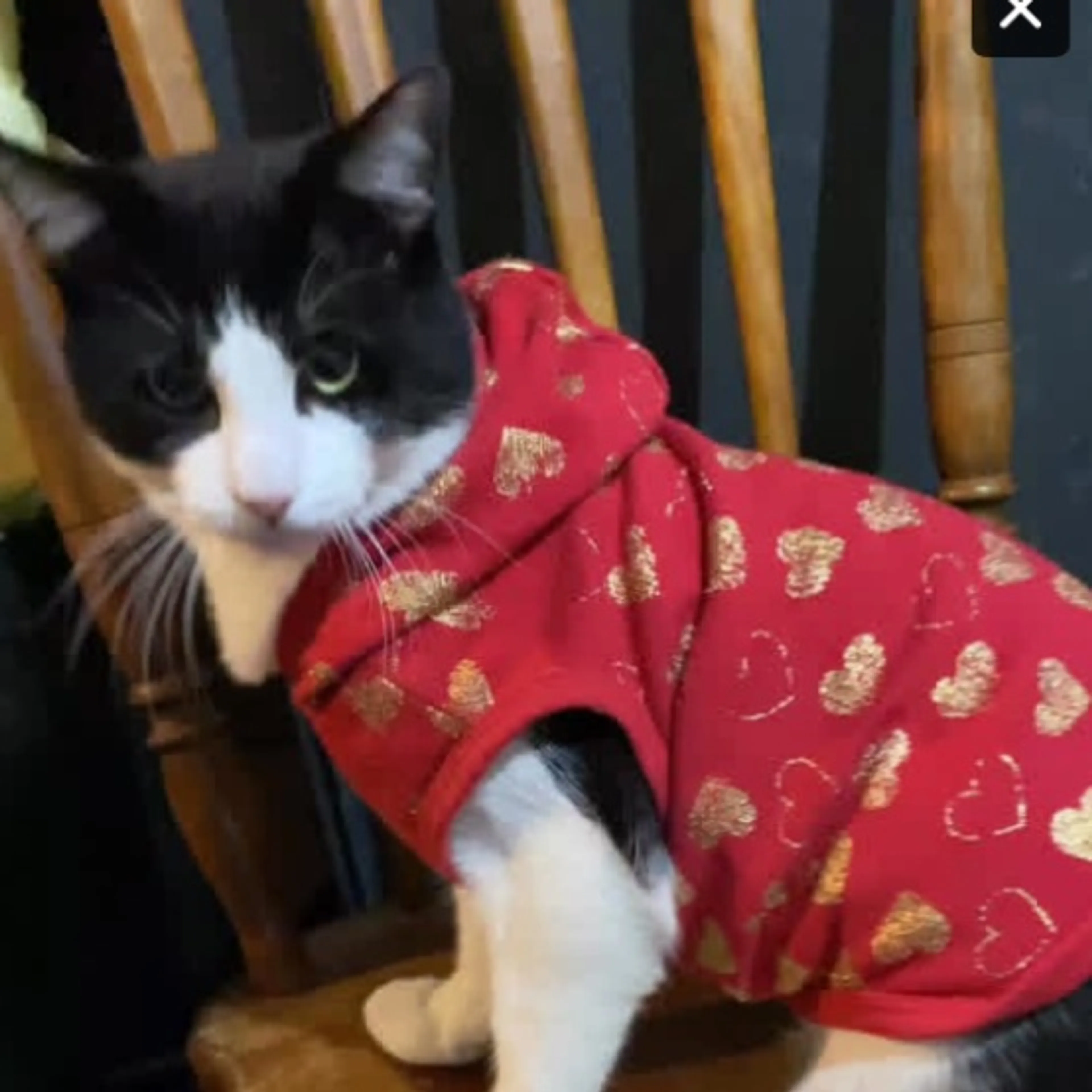 Lost pet