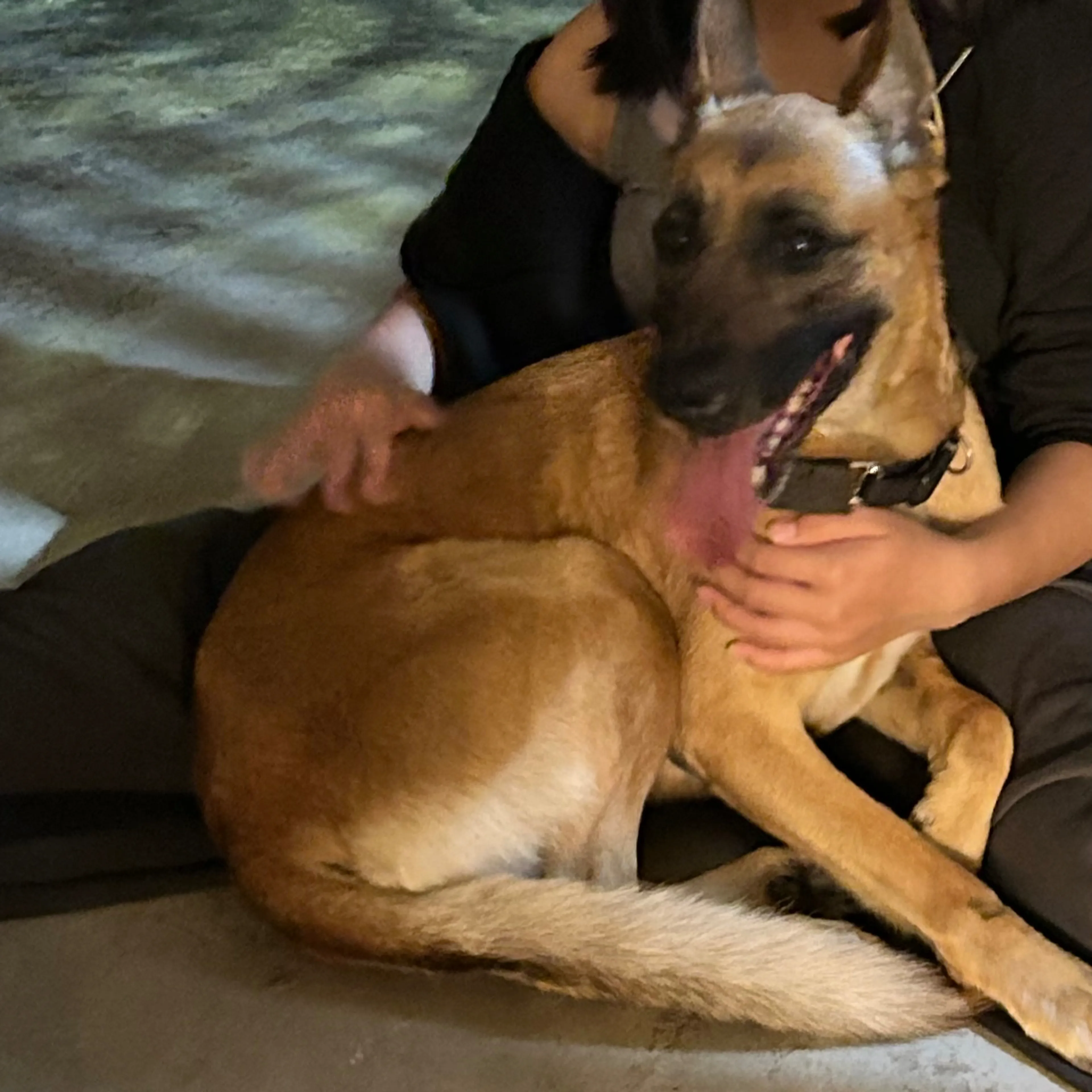 Found pet-1
