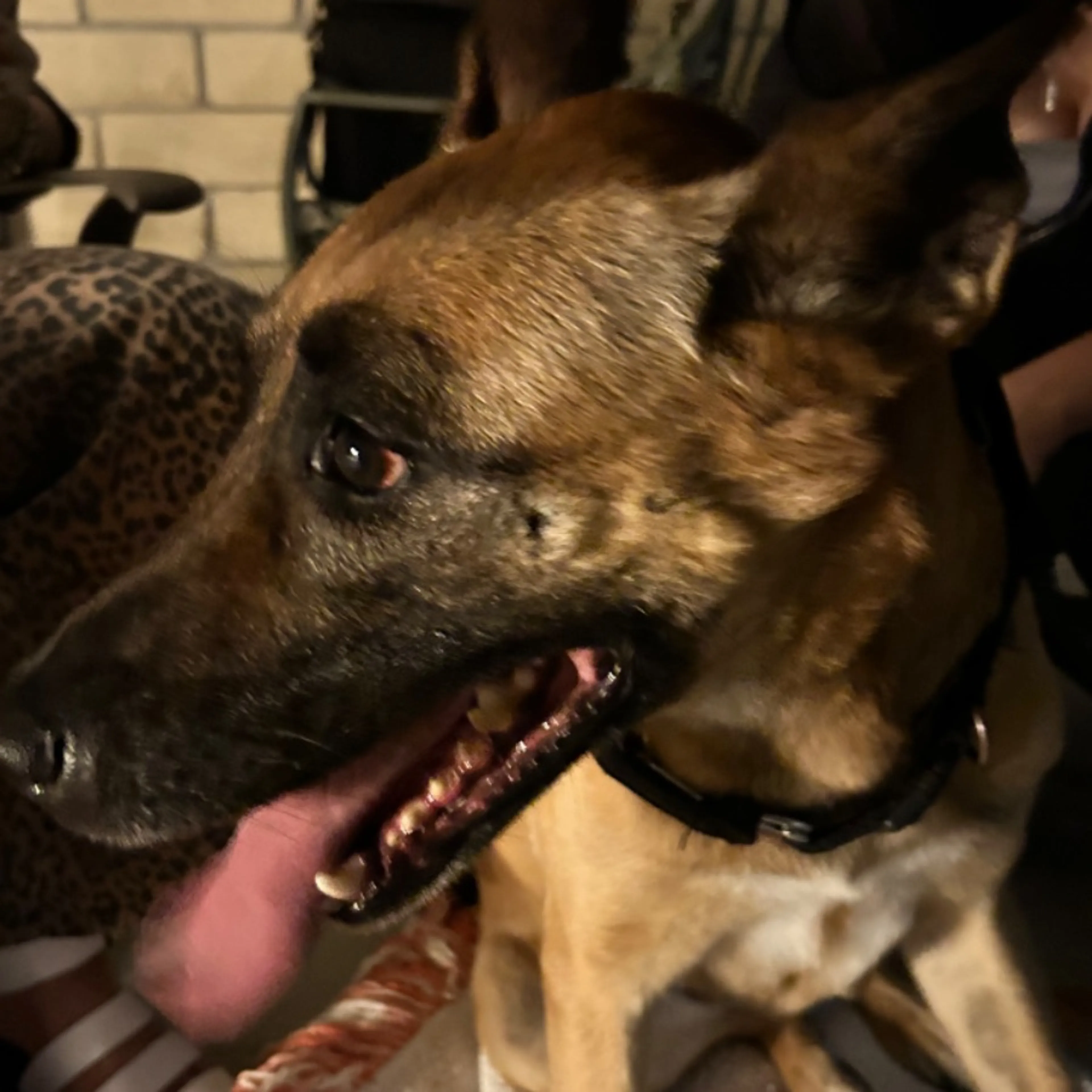 Found pet-0
