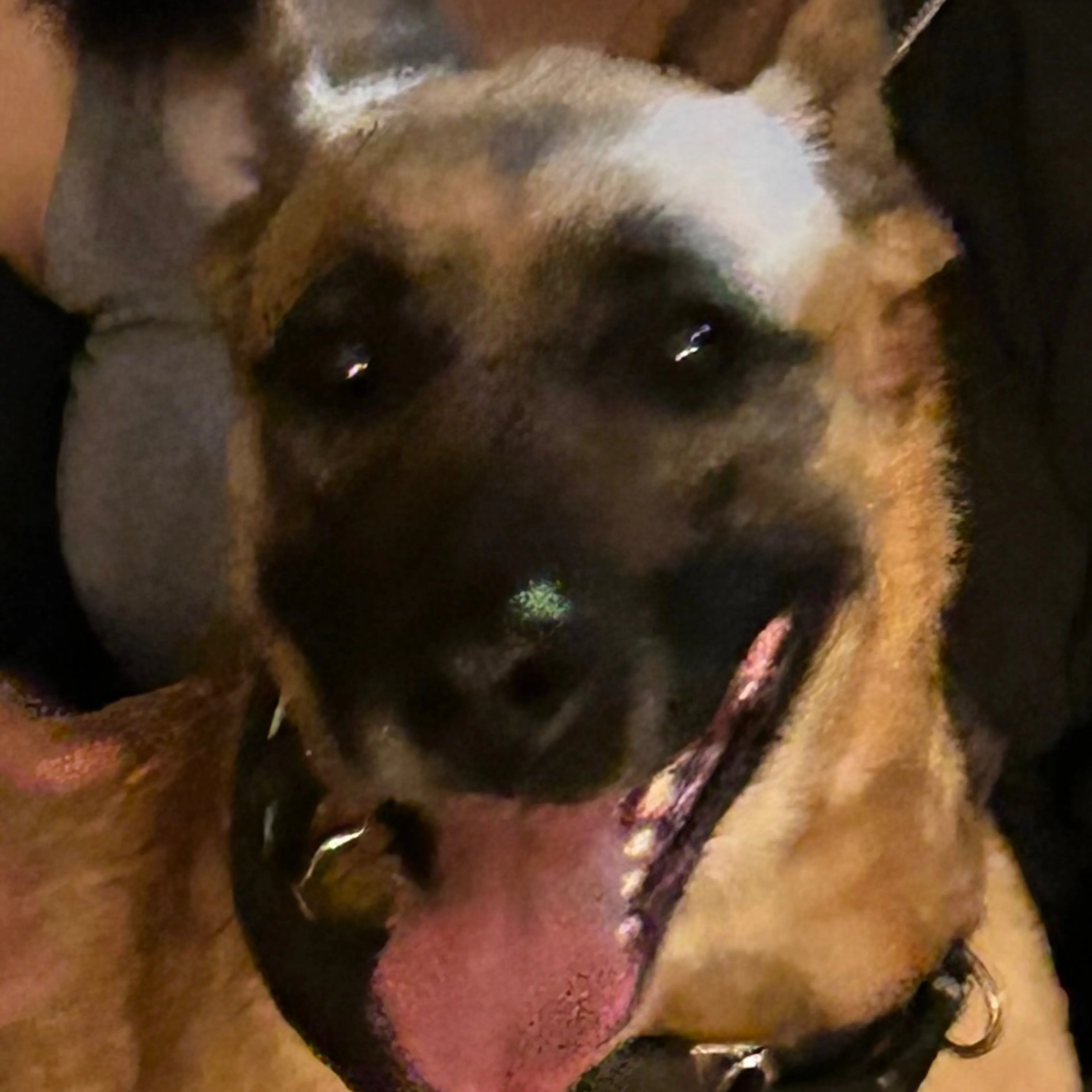 Found pet-2