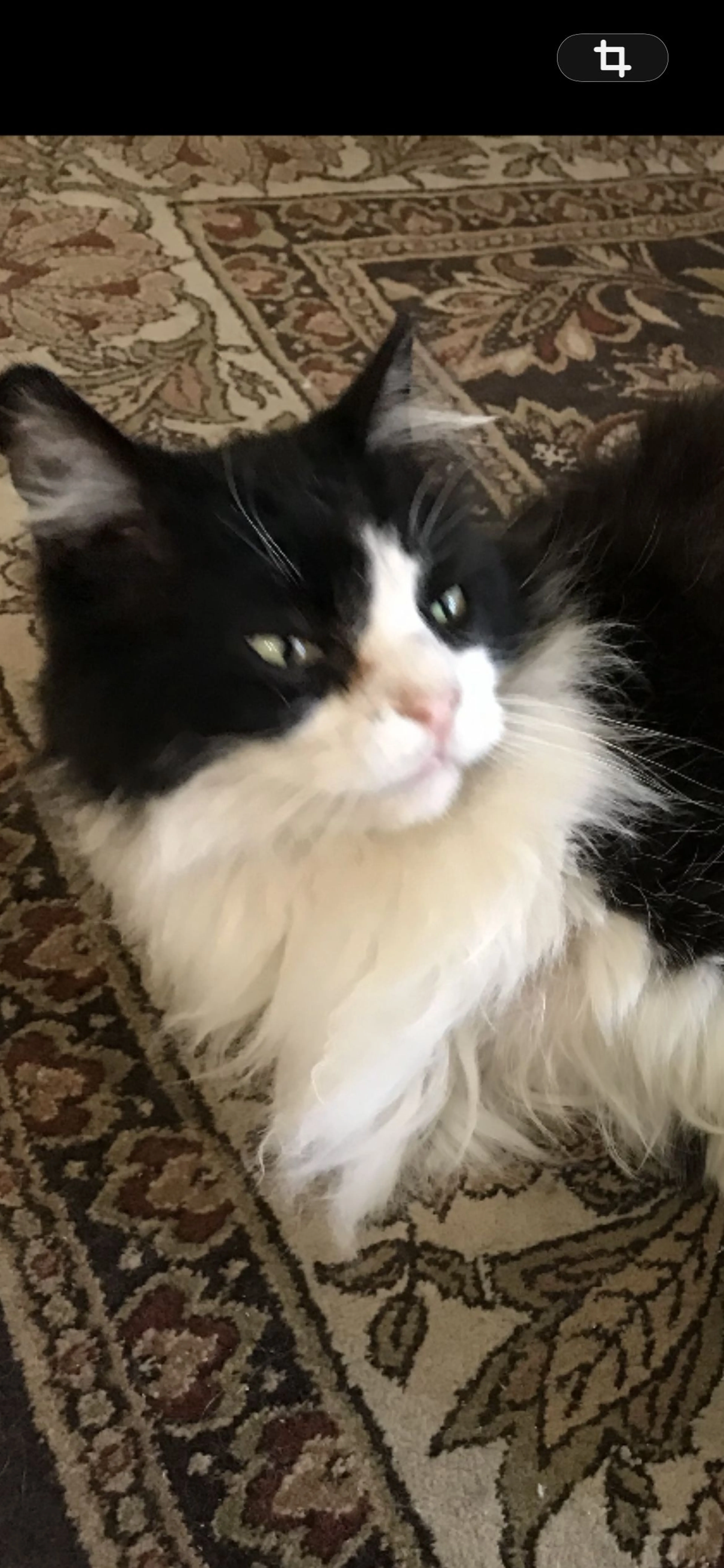 Lost pet-0
