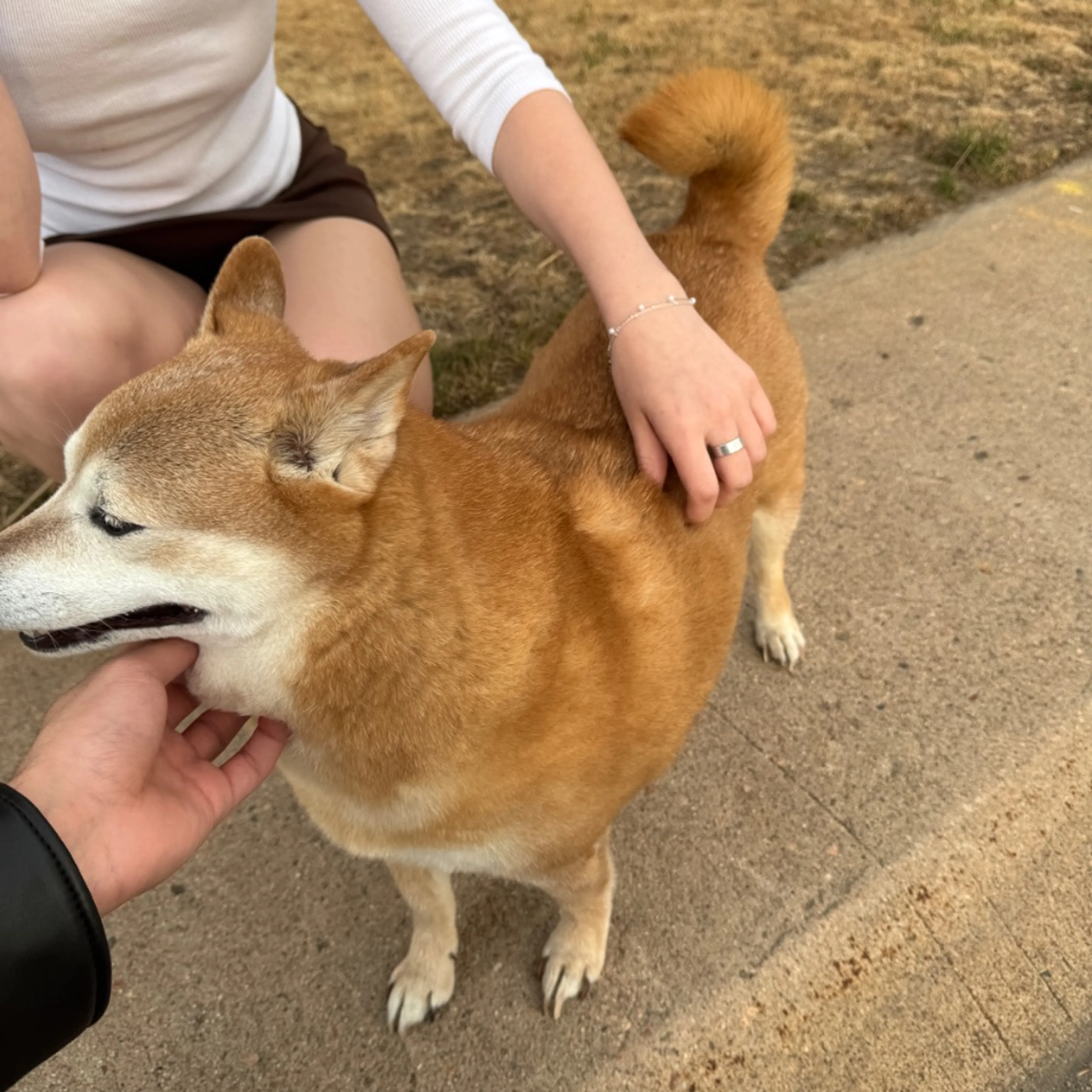 Found pet