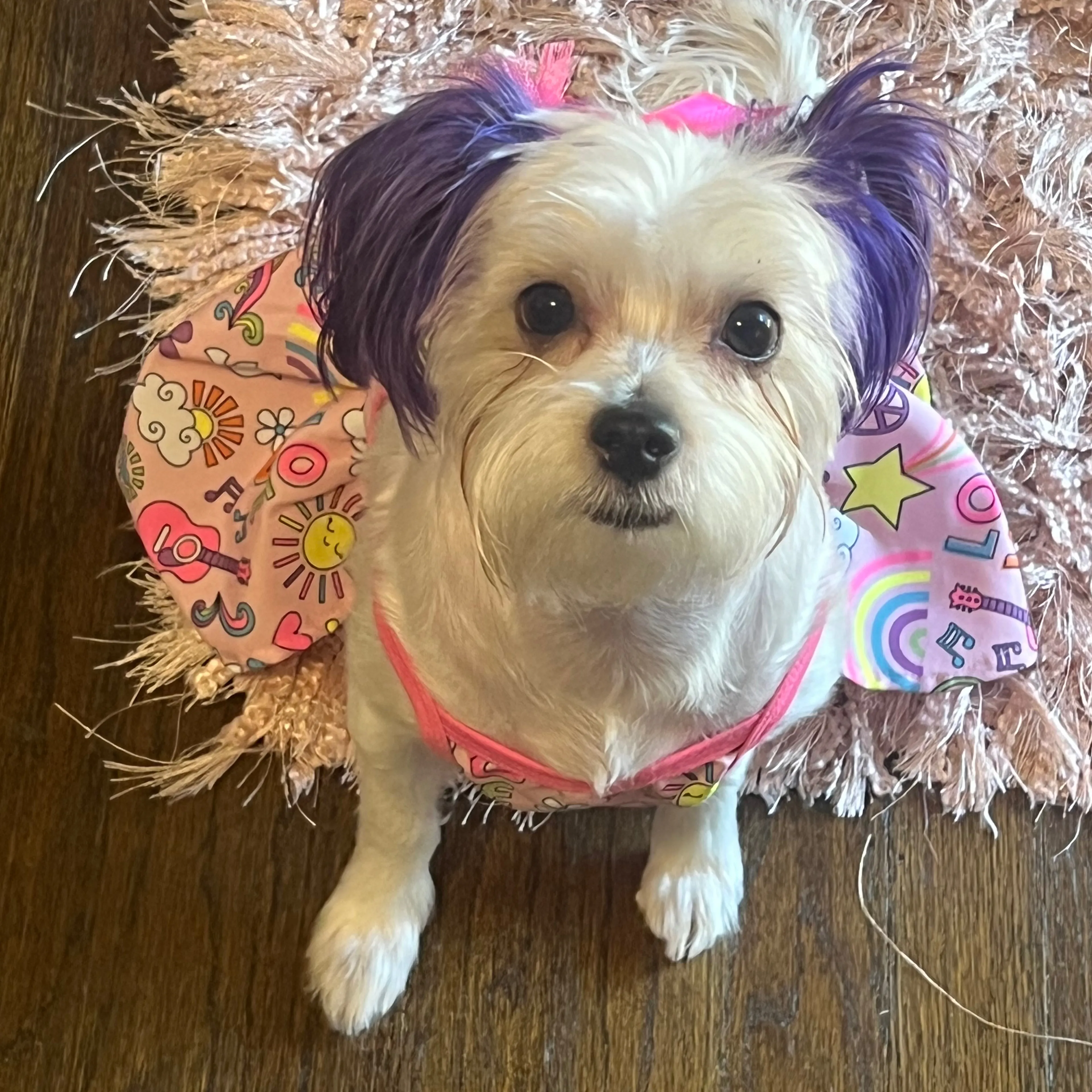 Lost pet-3