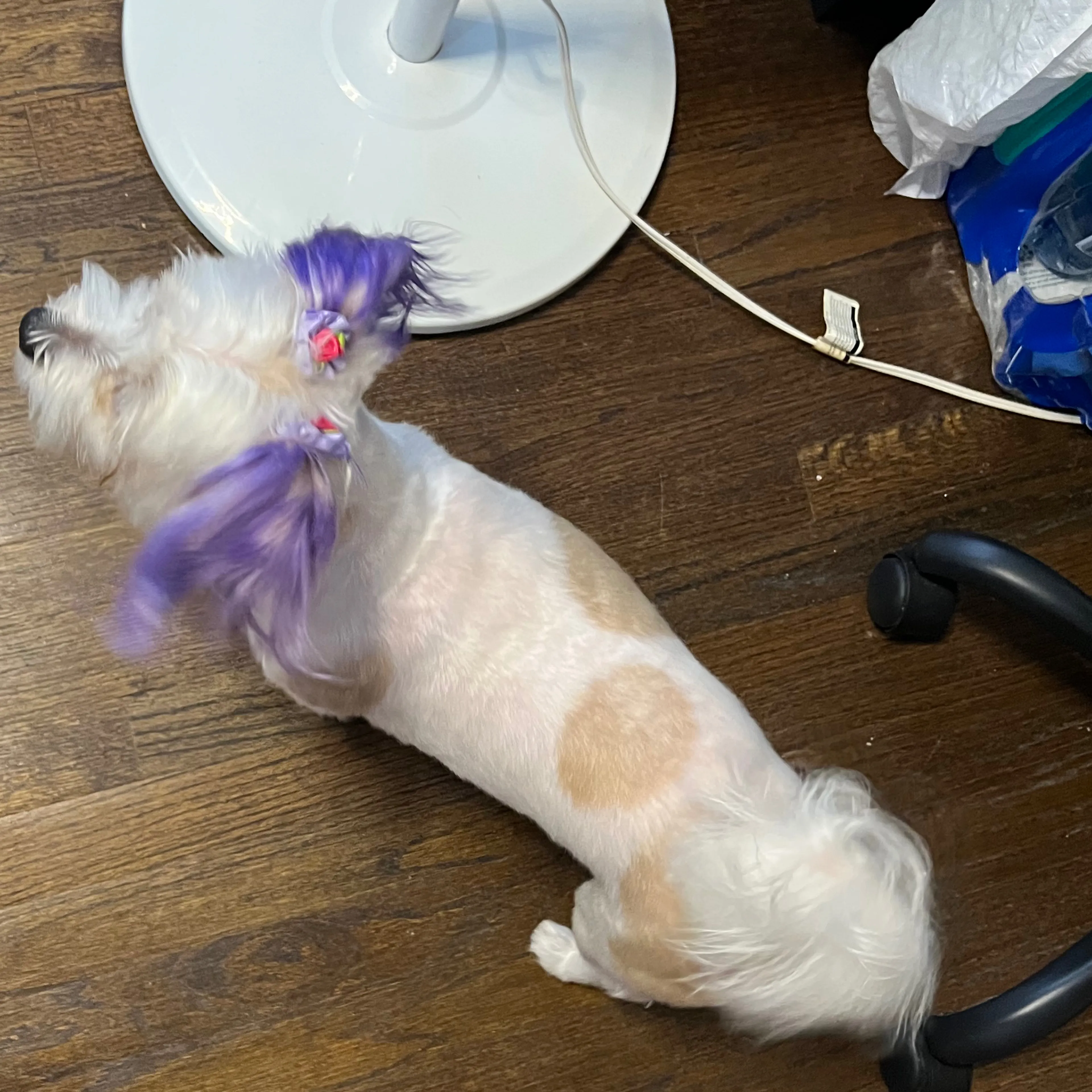 Lost pet-1