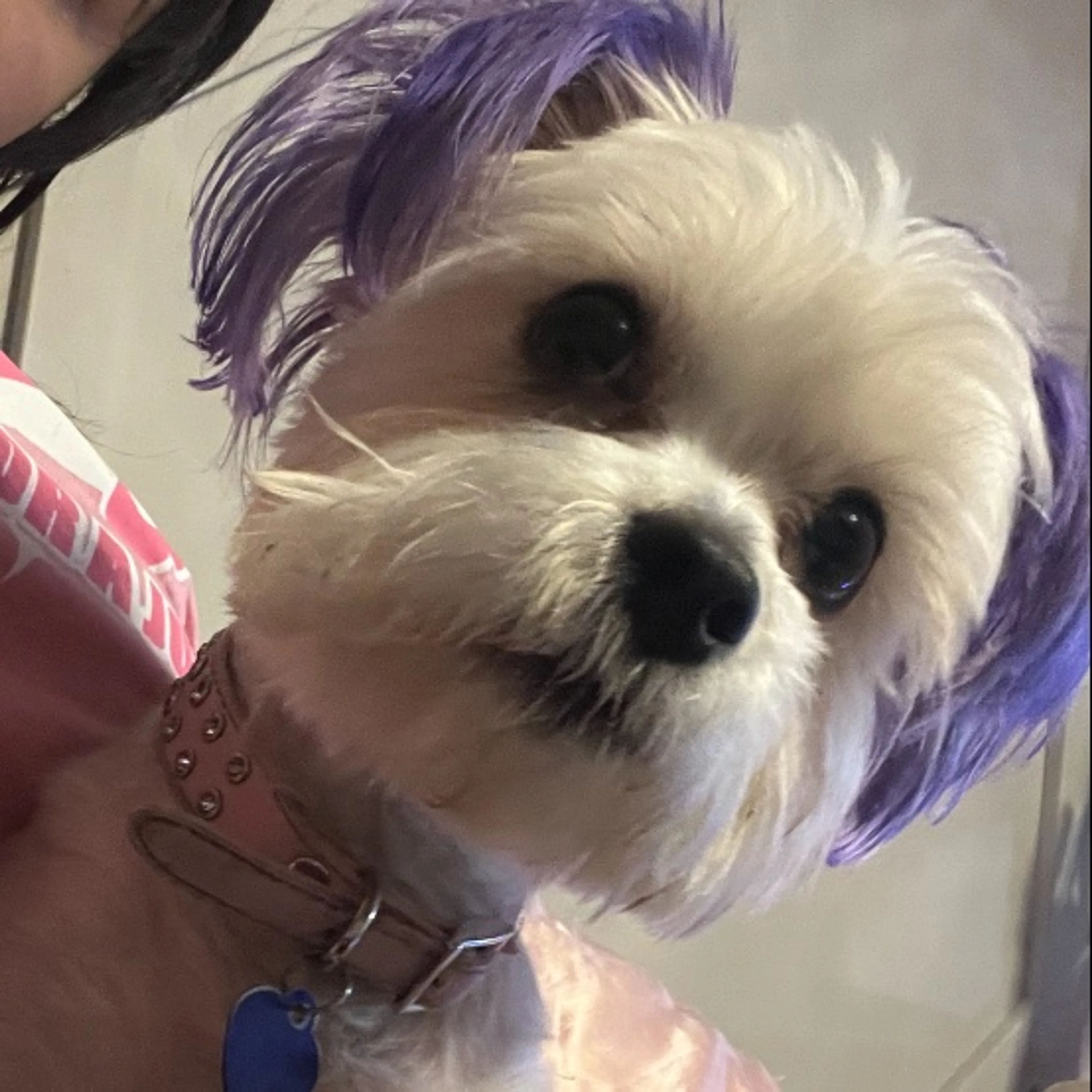 Lost pet-0