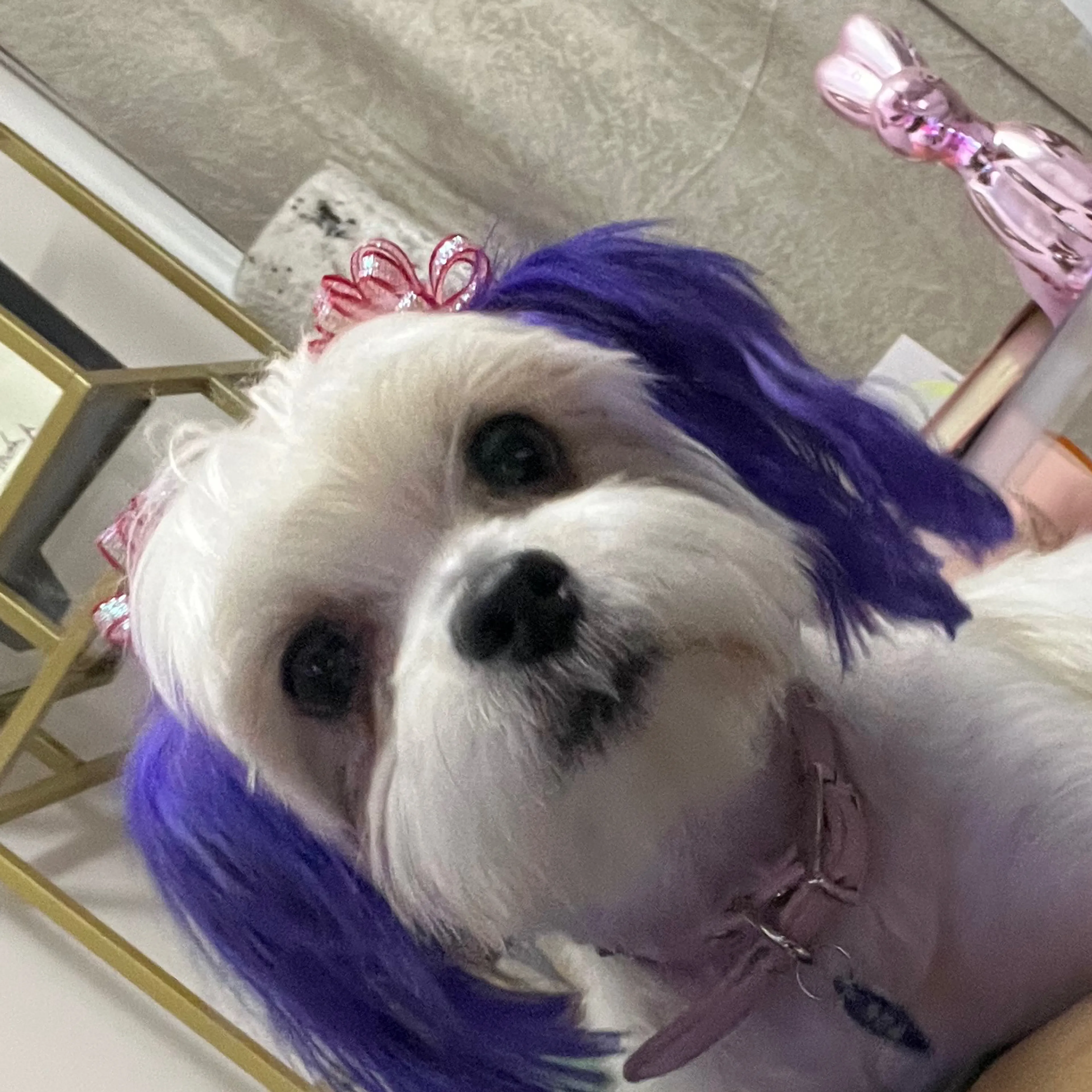 Lost pet-2