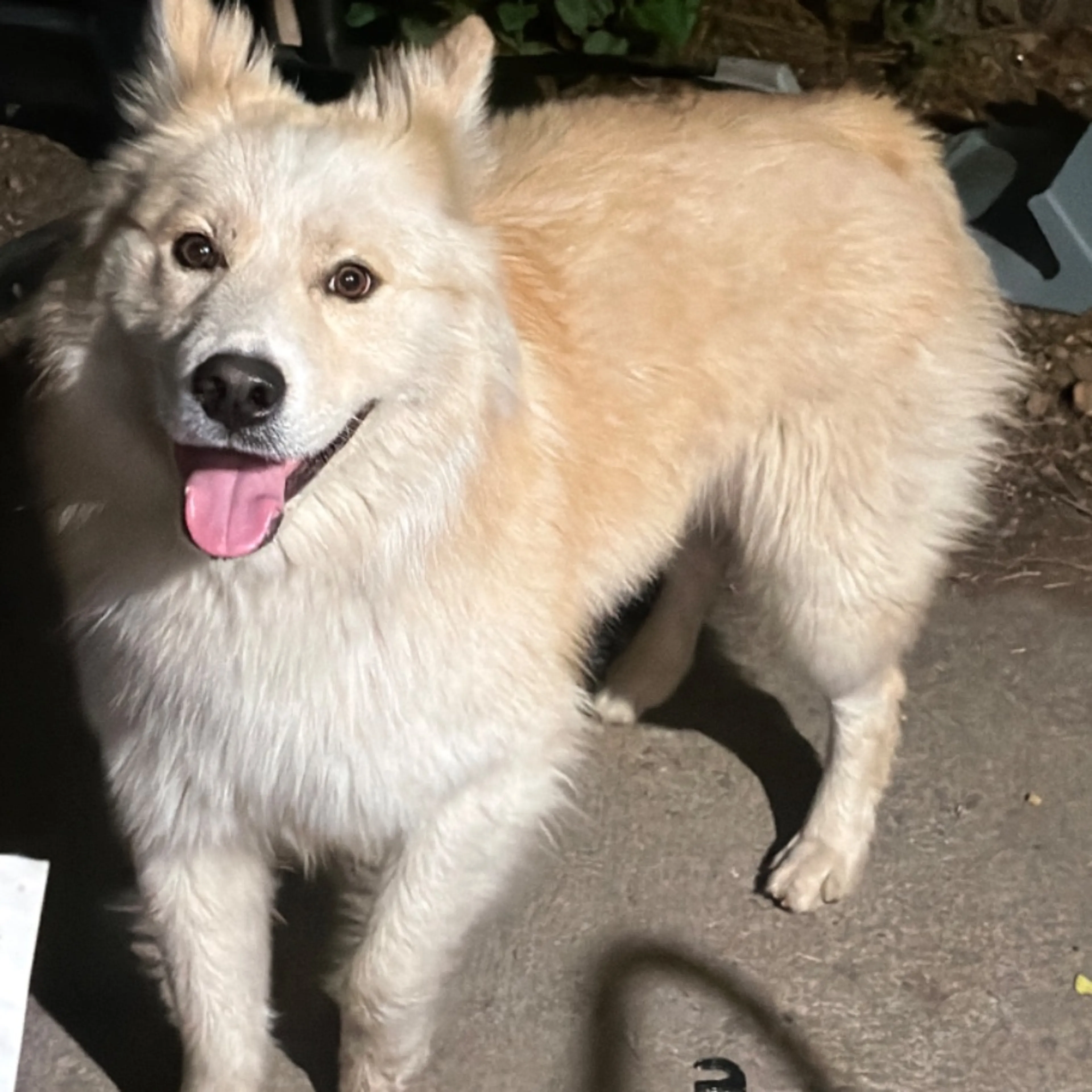 Found pet
