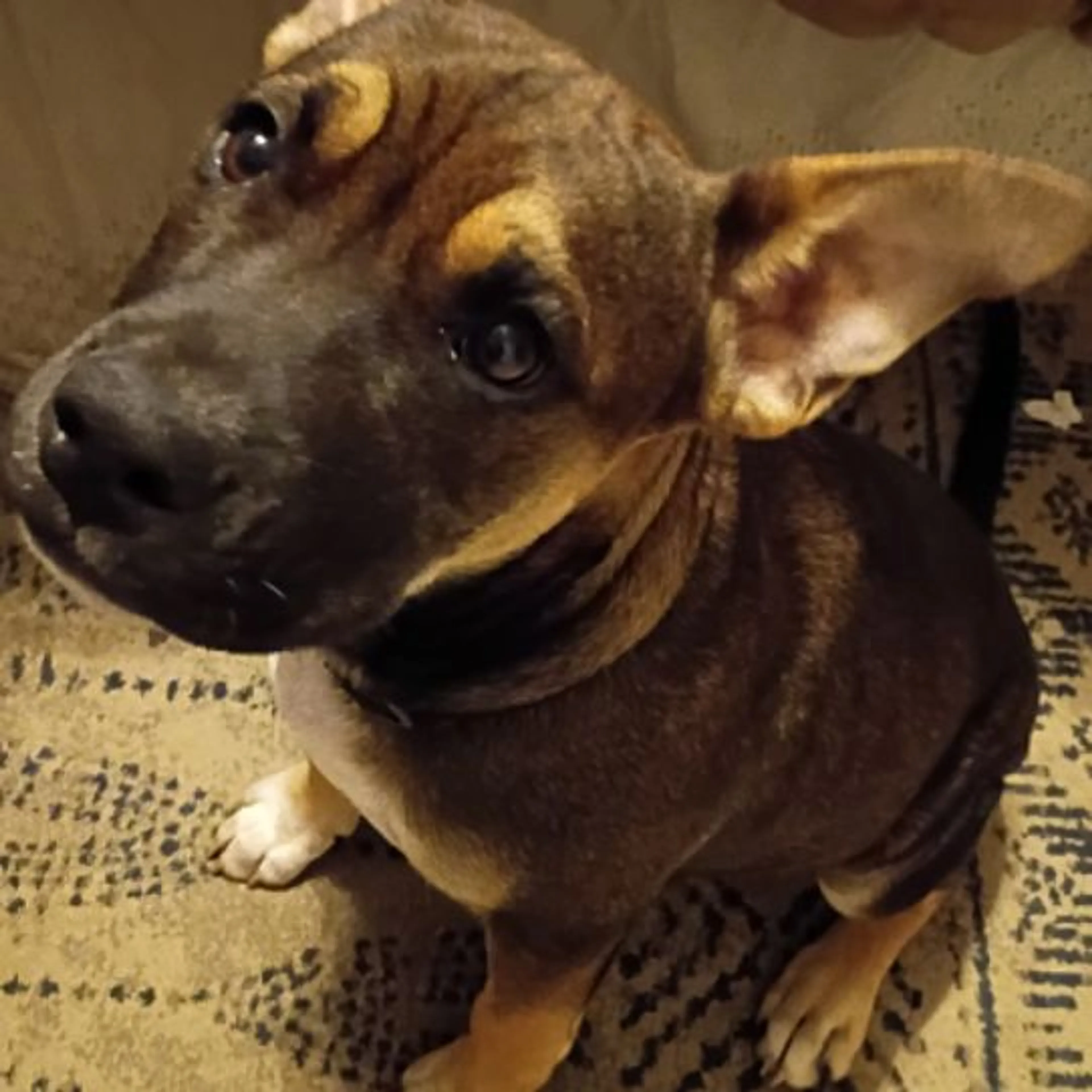 Lost pet