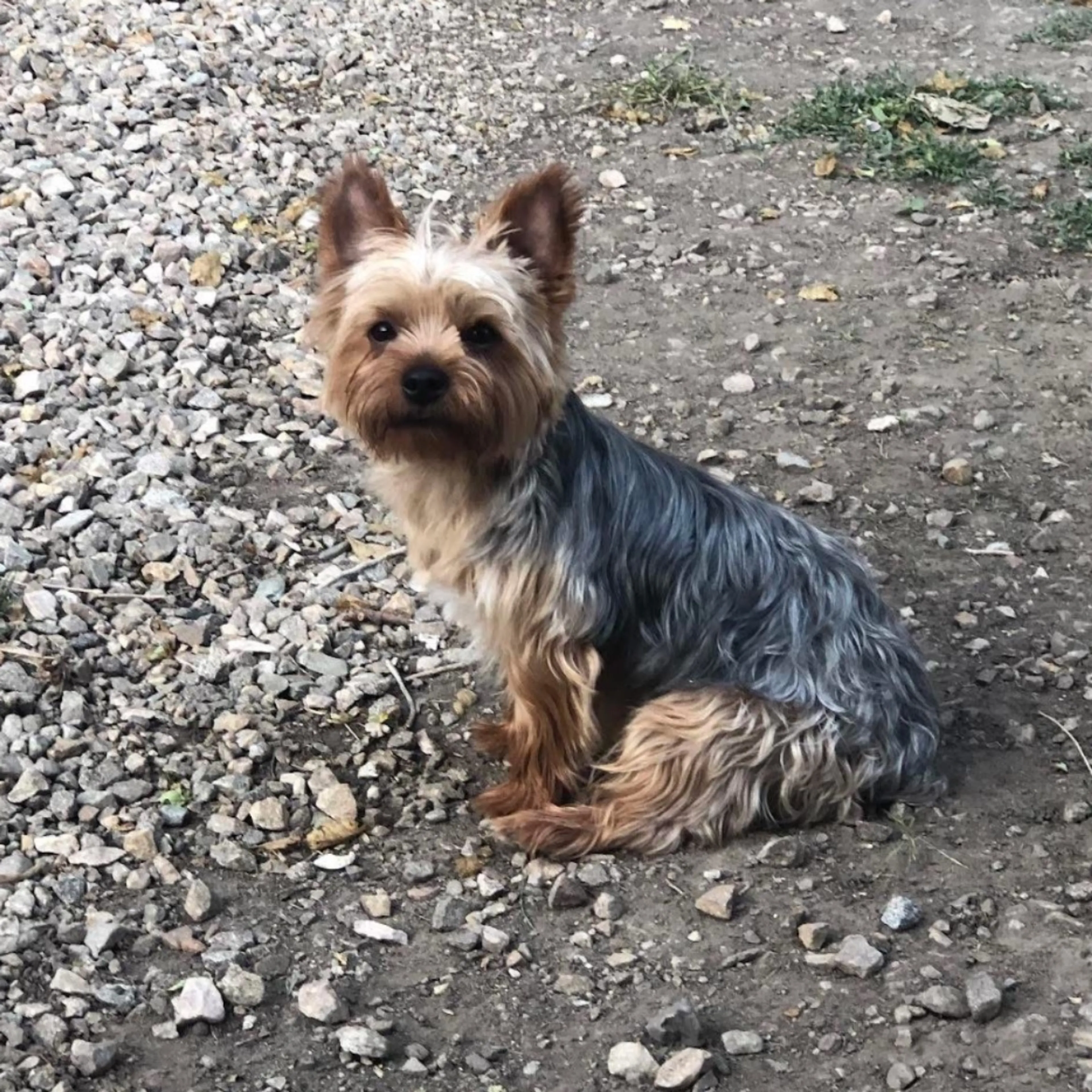 Lost pet