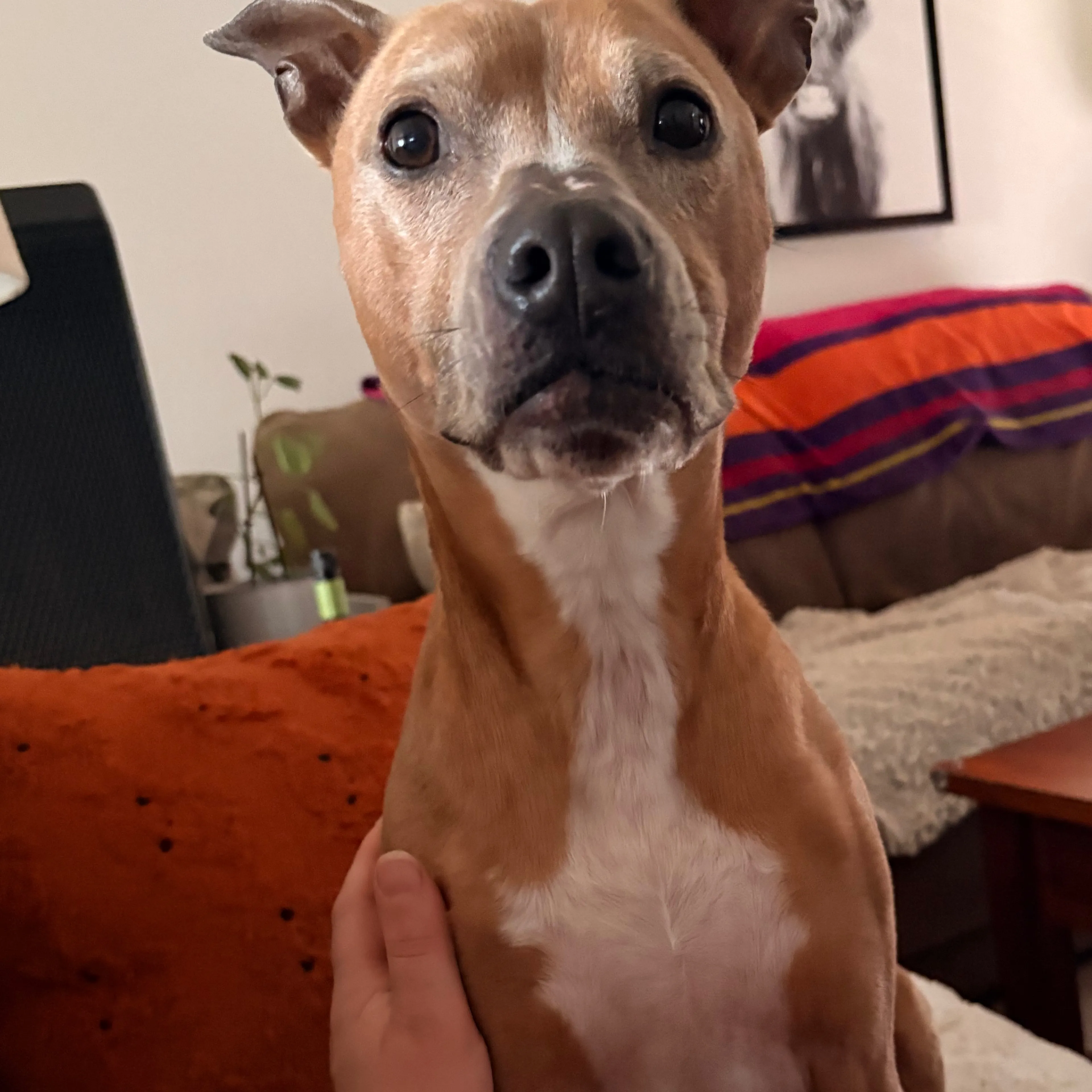 Found pet-1
