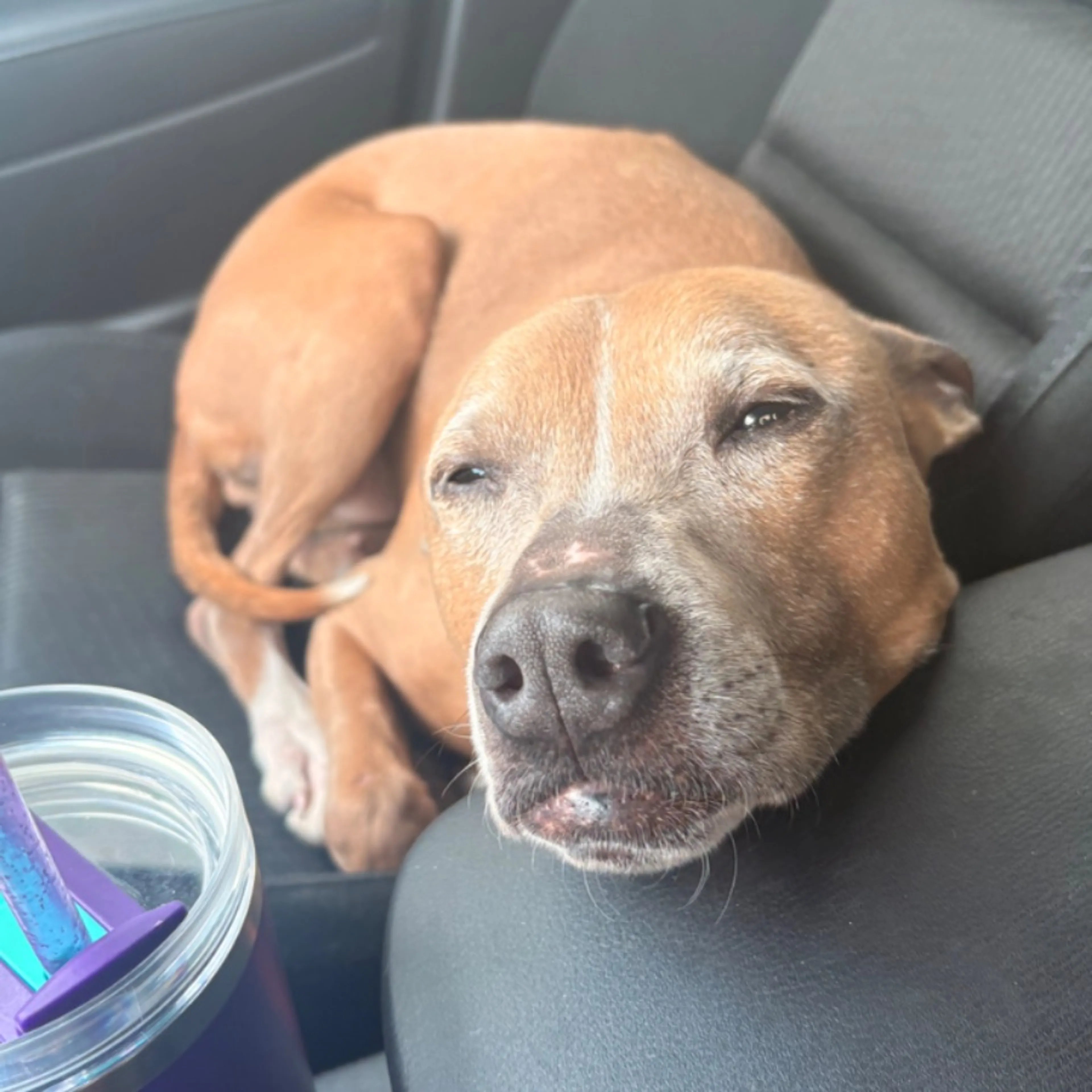 Found pet-0