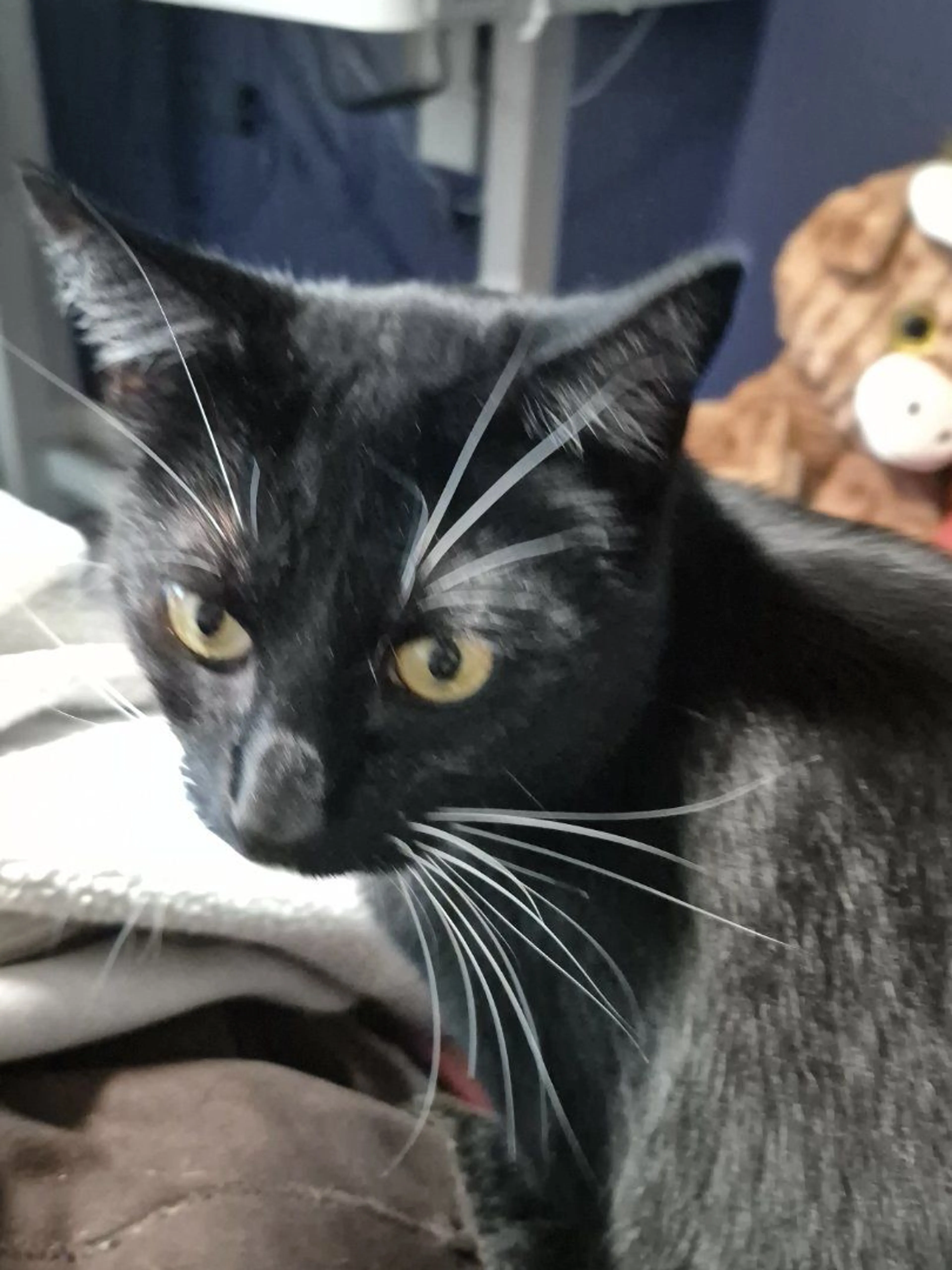 Lost pet-0
