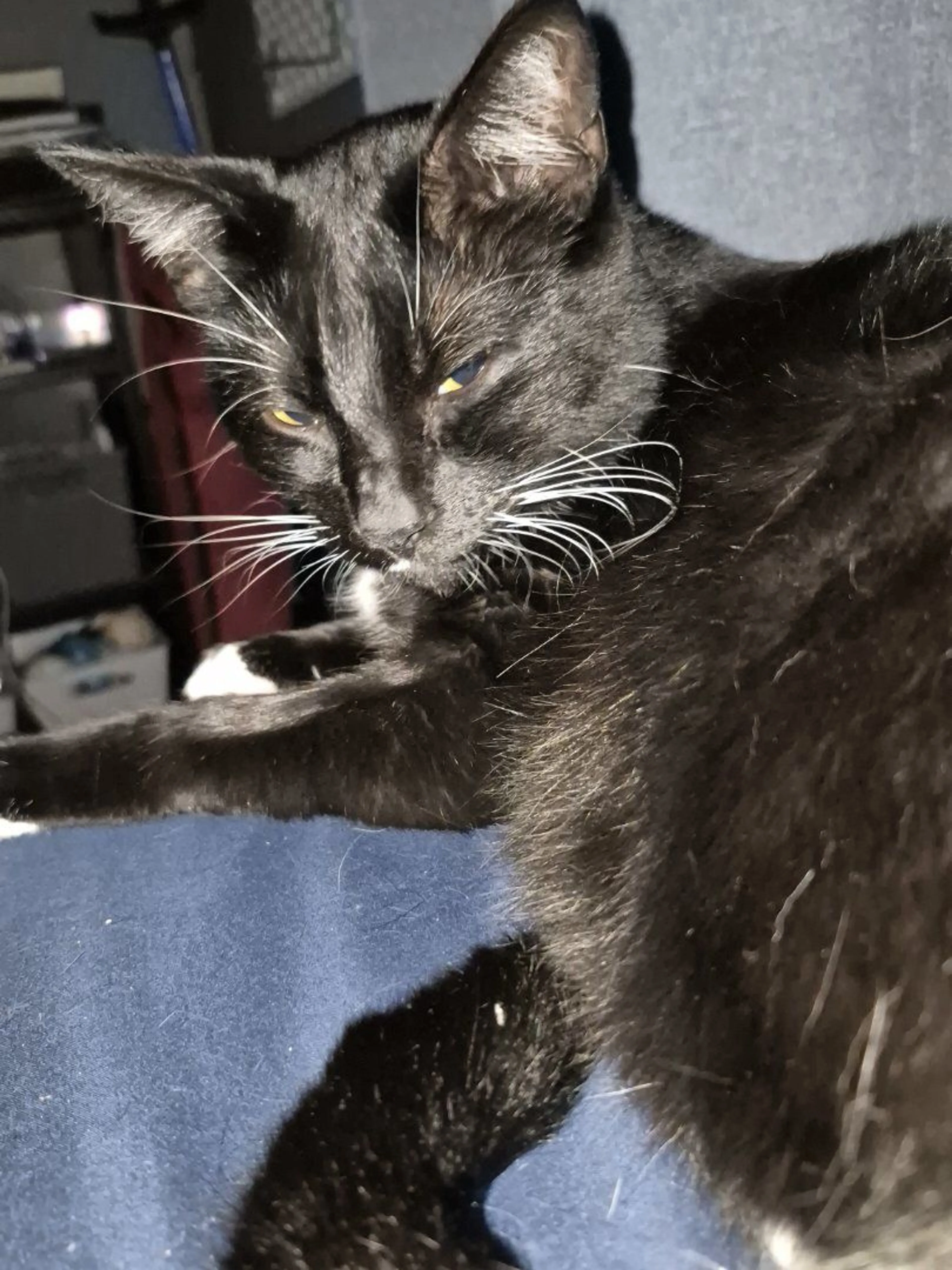 Lost pet-2