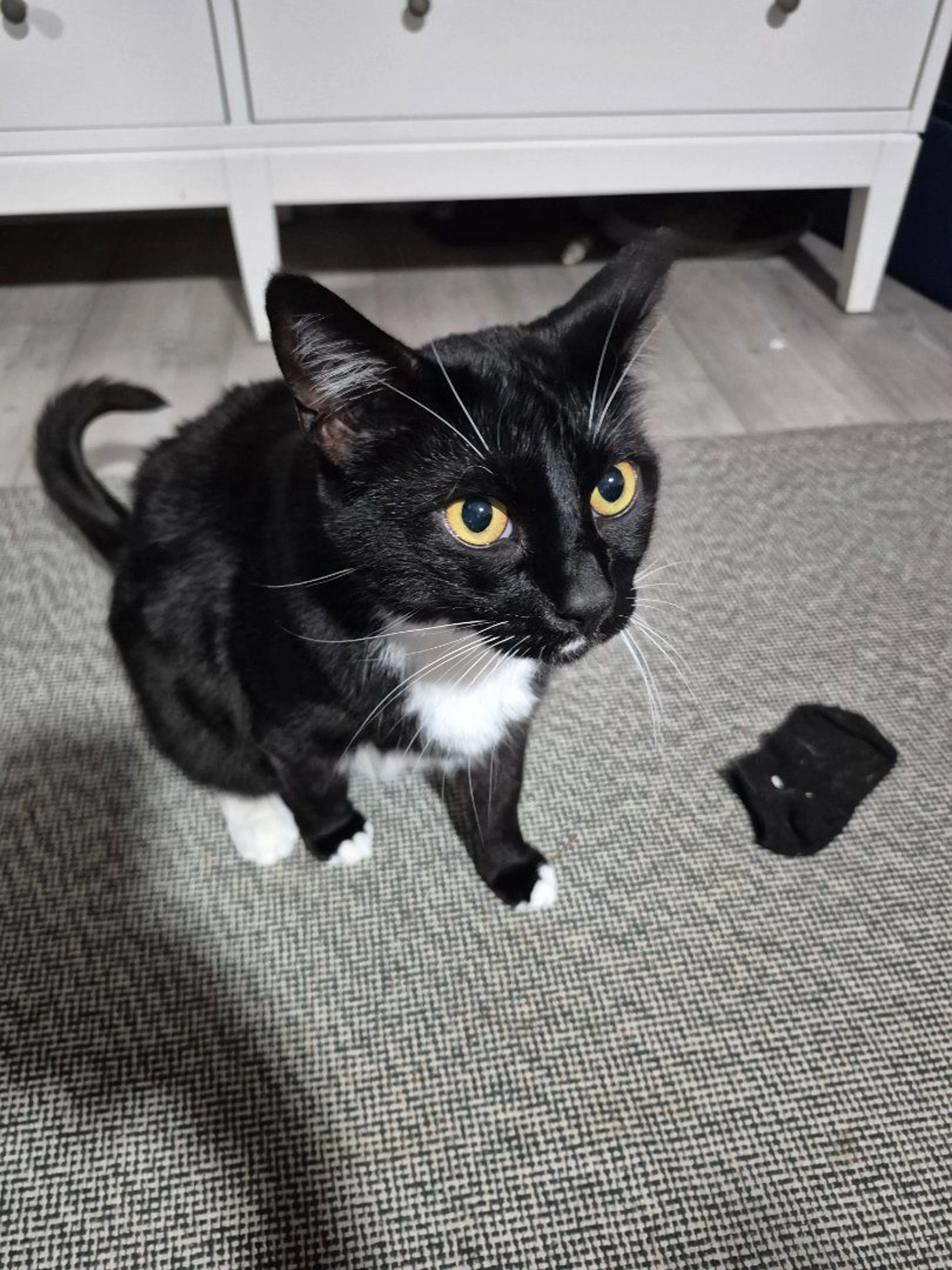 Lost pet-1