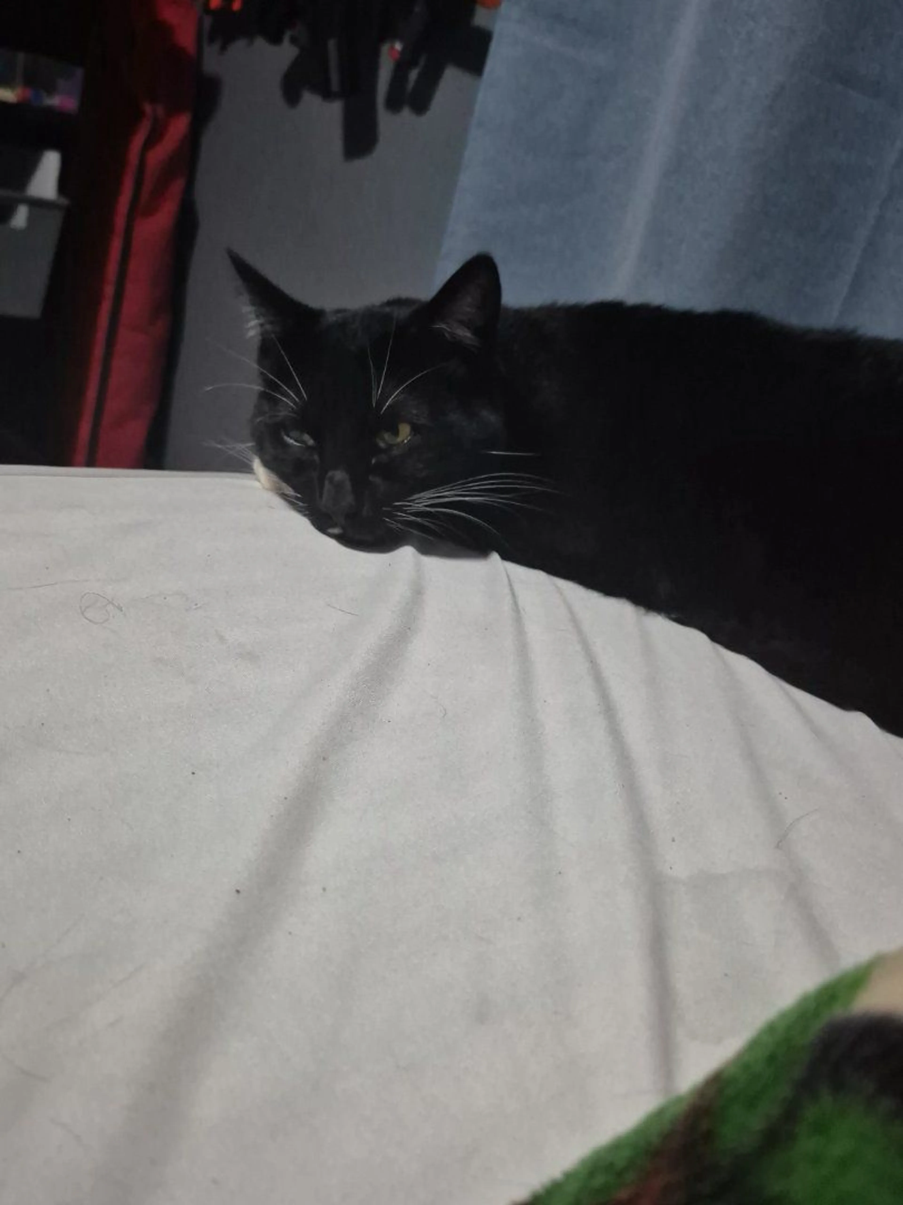 Lost pet-3