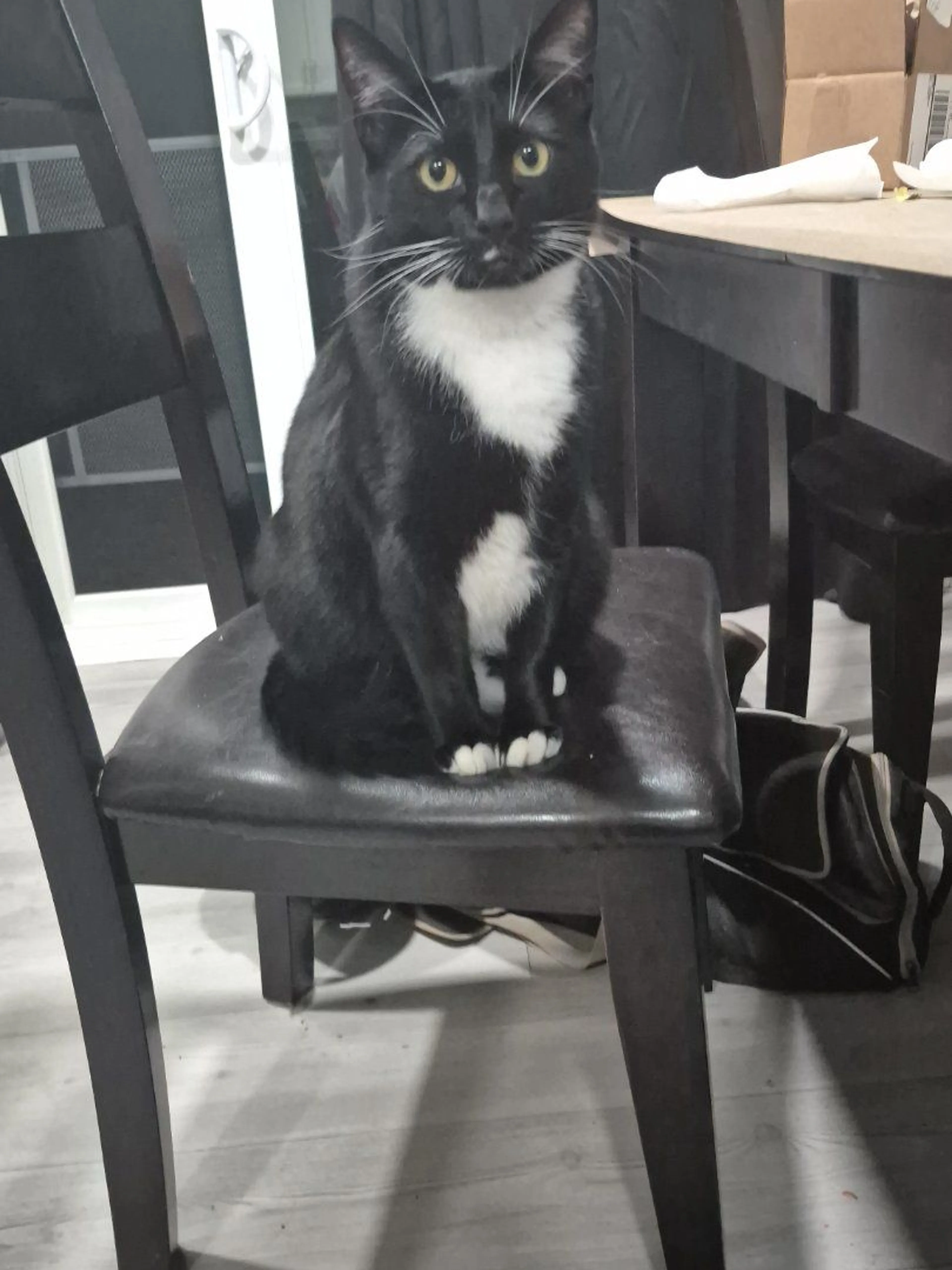 Lost pet-4