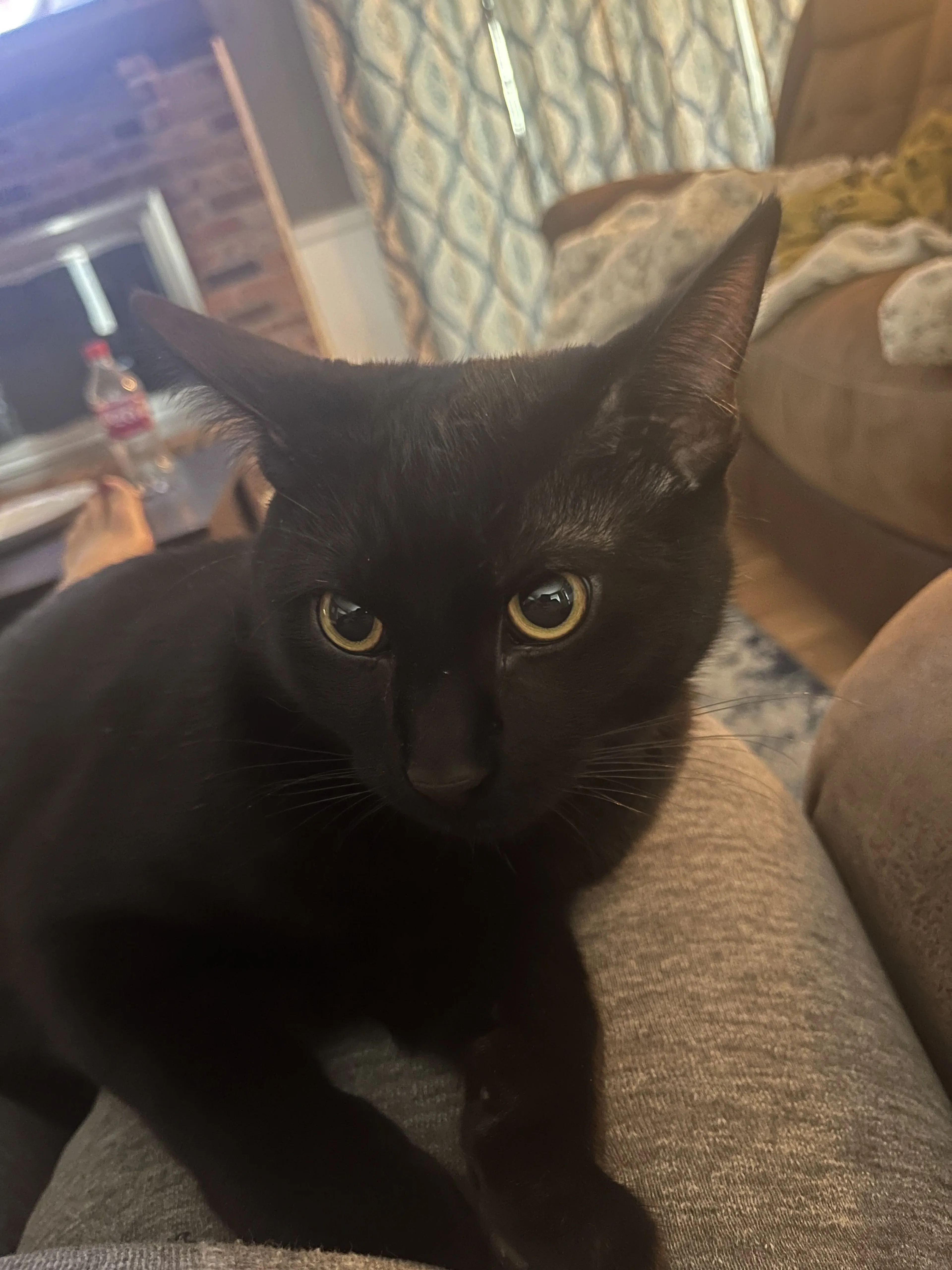 Lost pet
