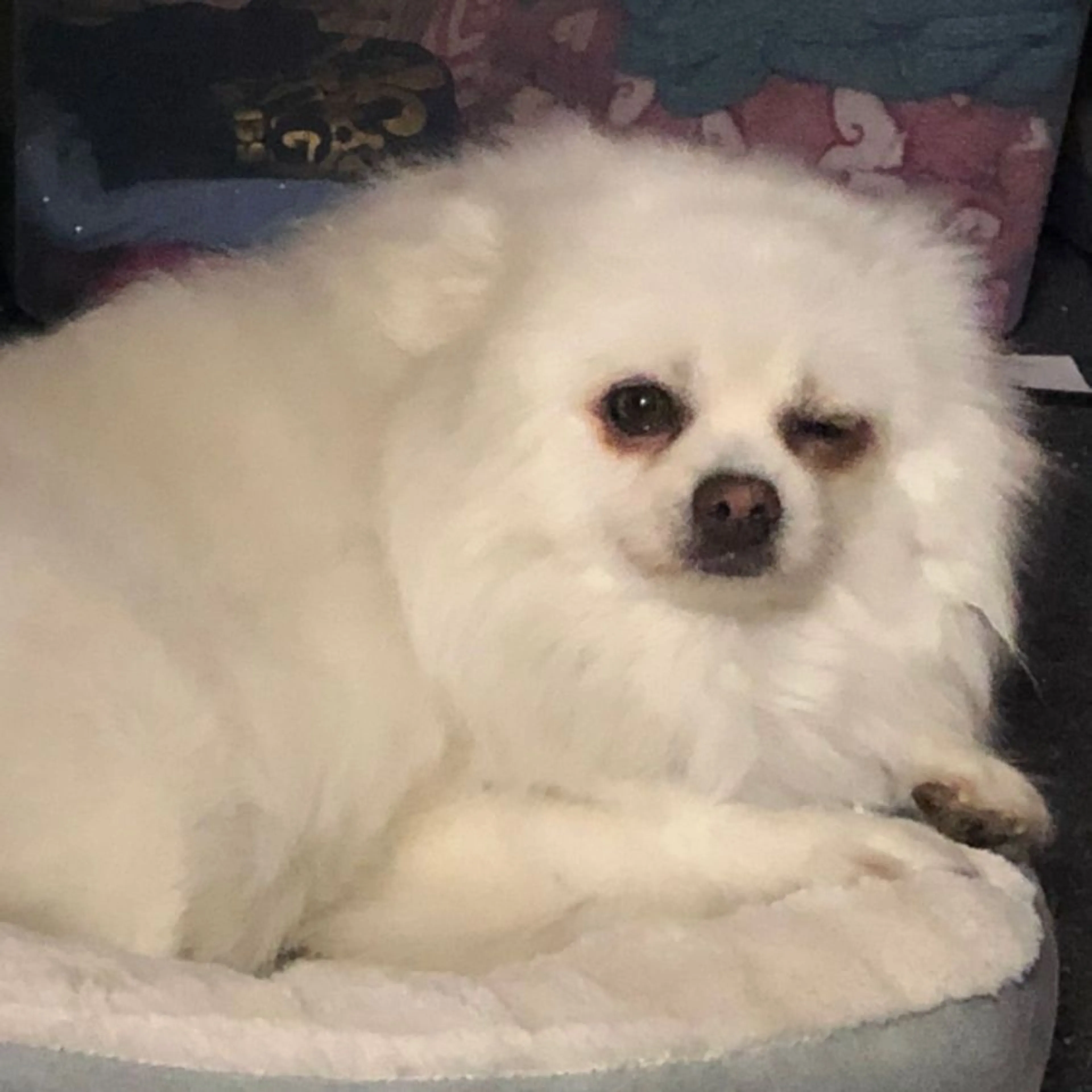 Lost pet
