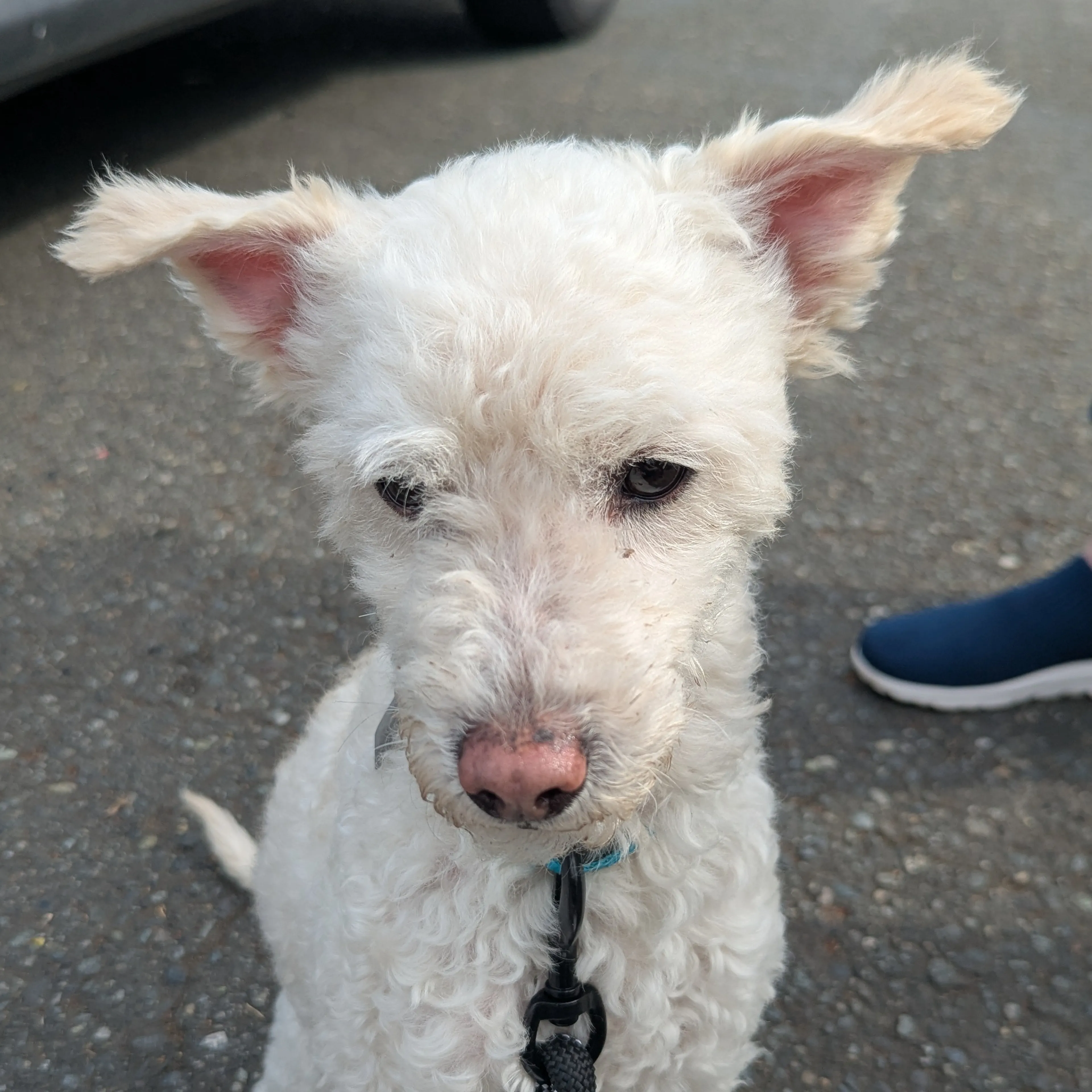 Found pet-2