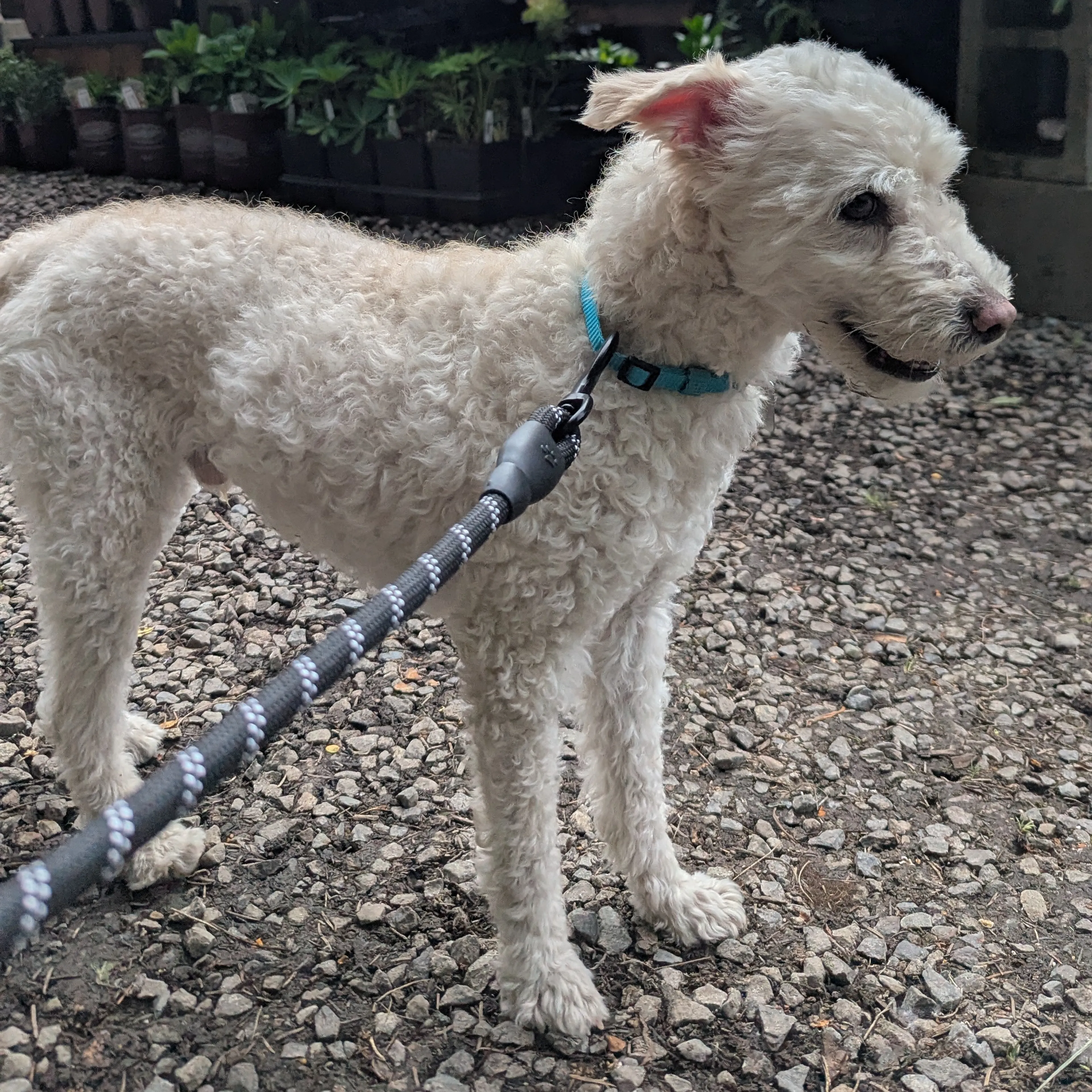 Found pet-1