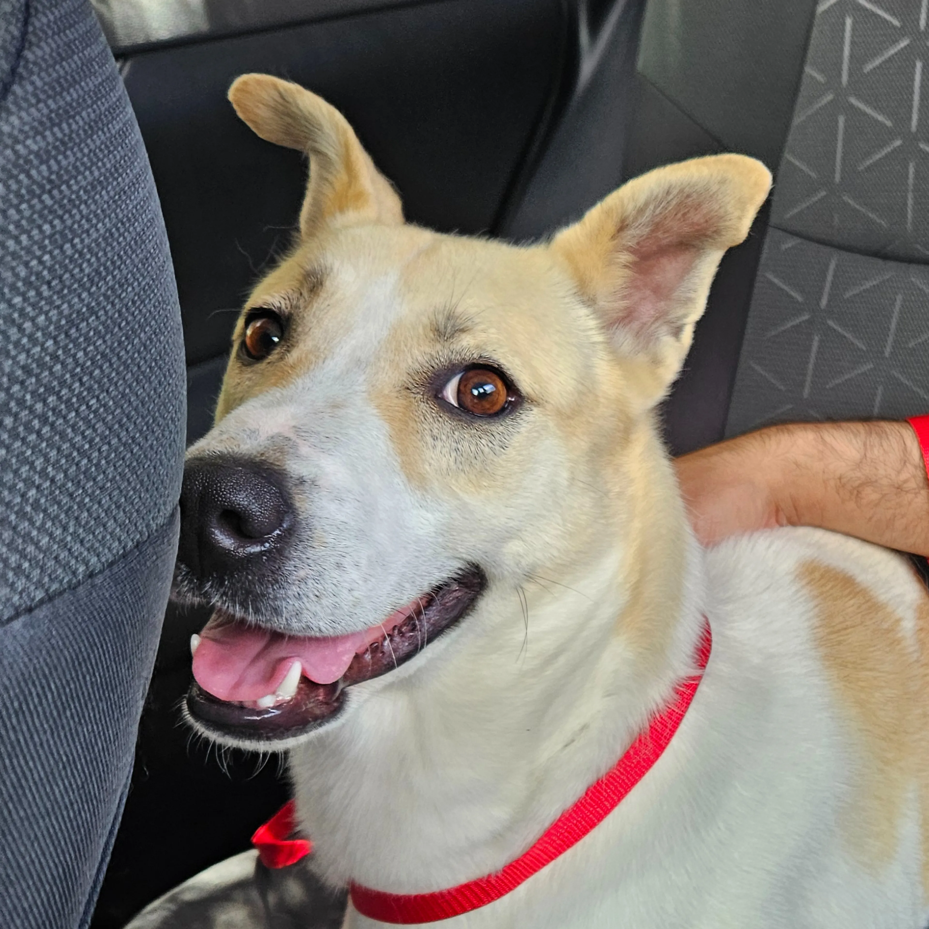 Lost pet-2