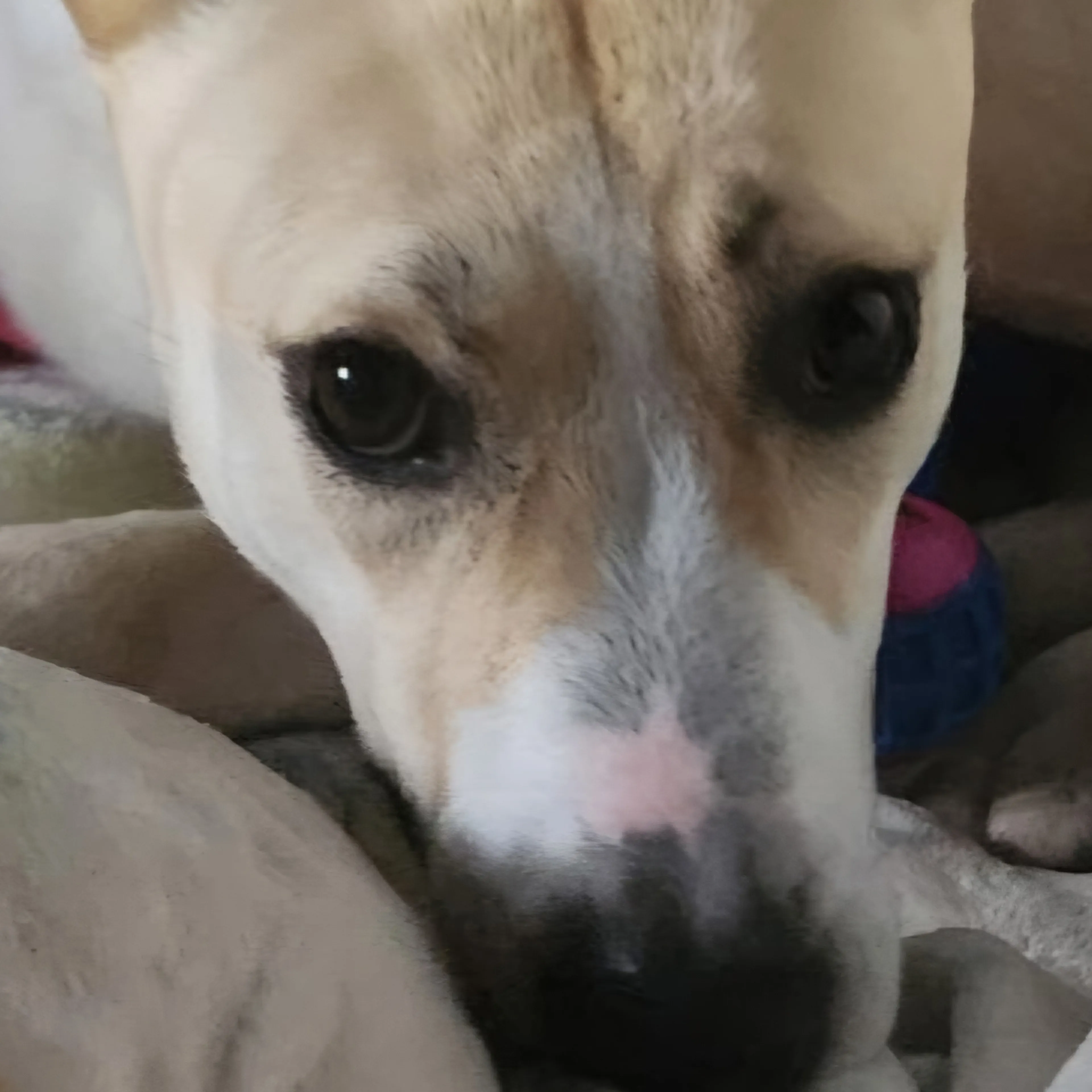 Lost pet-3