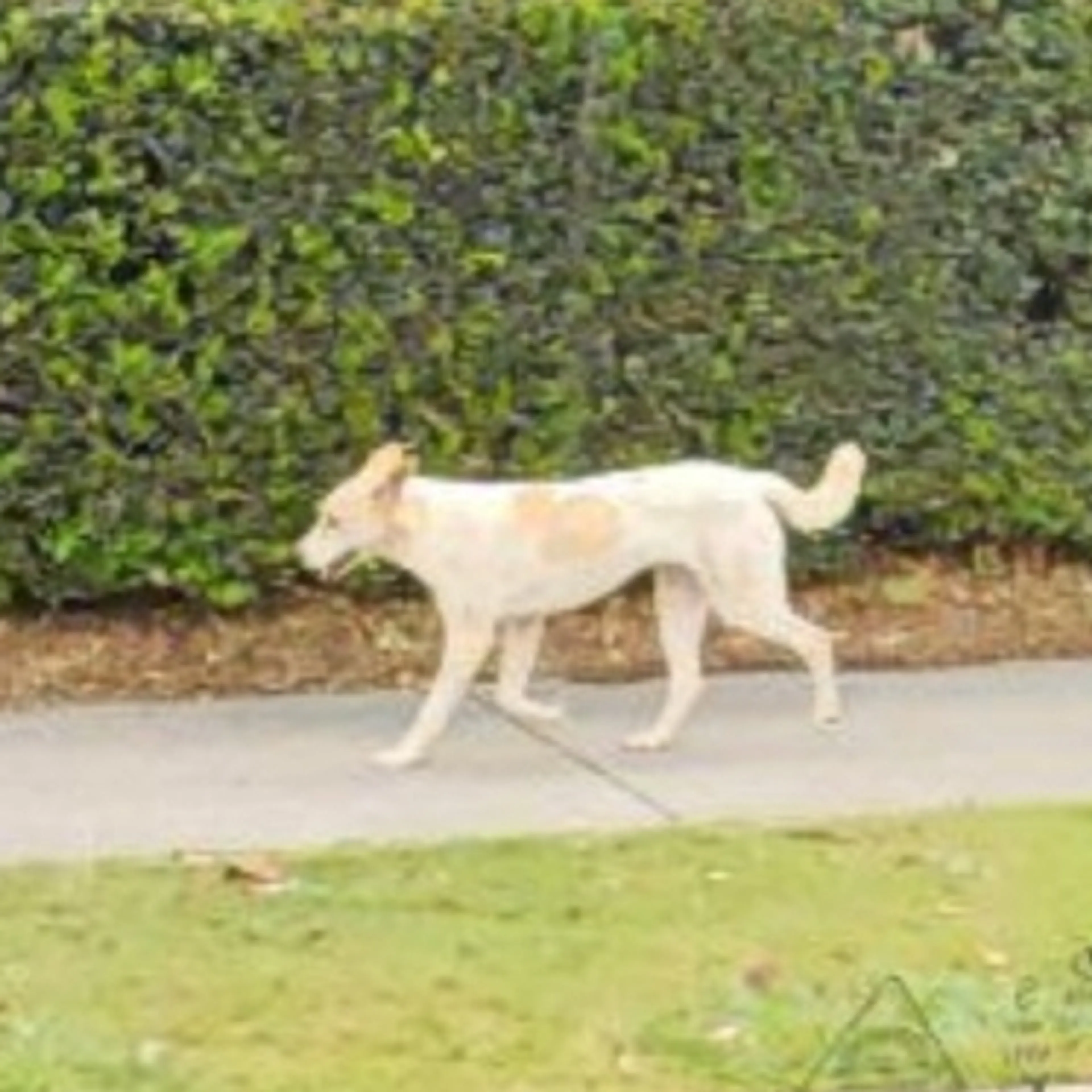 Lost pet-1