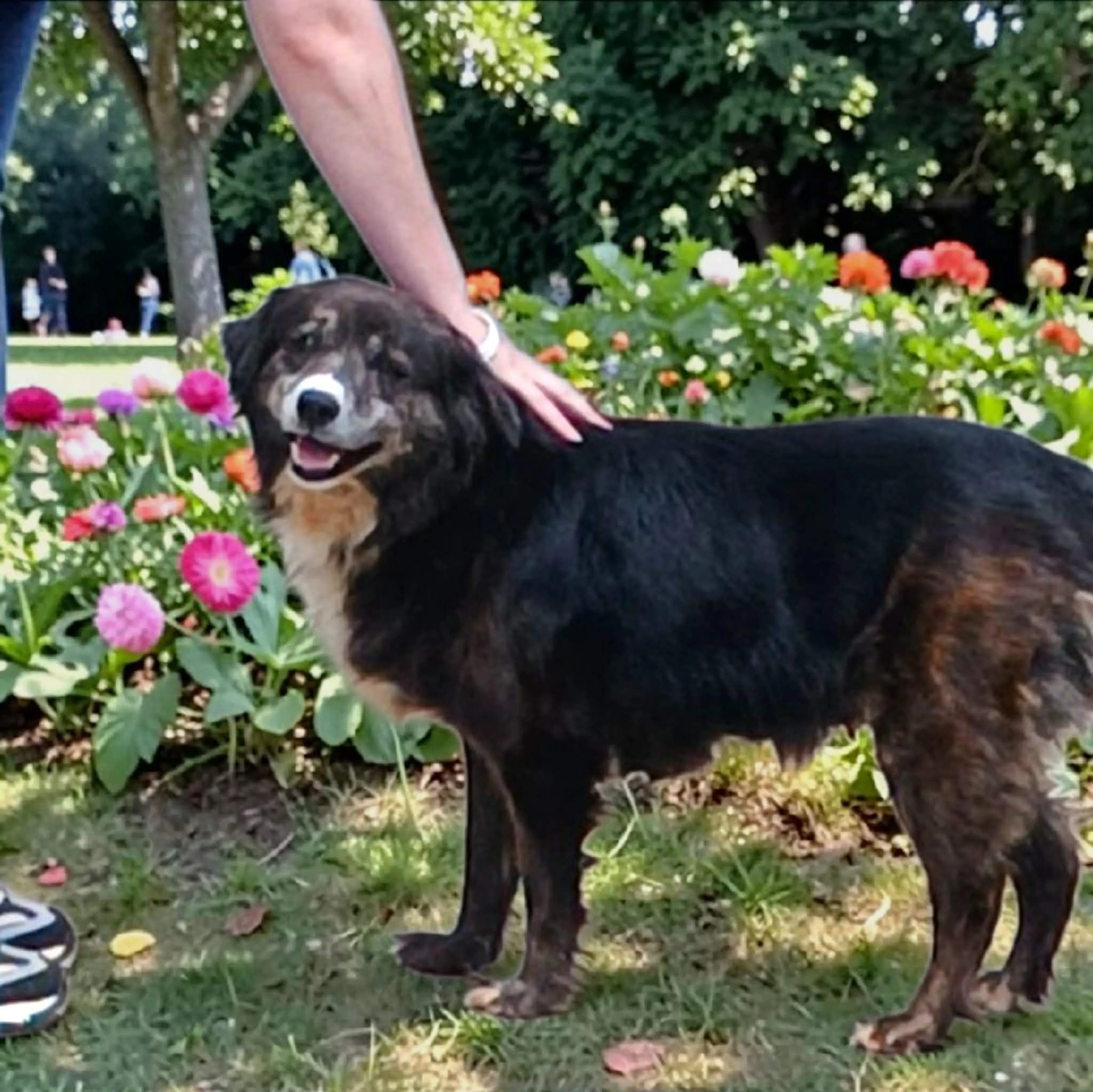 Found pet-1