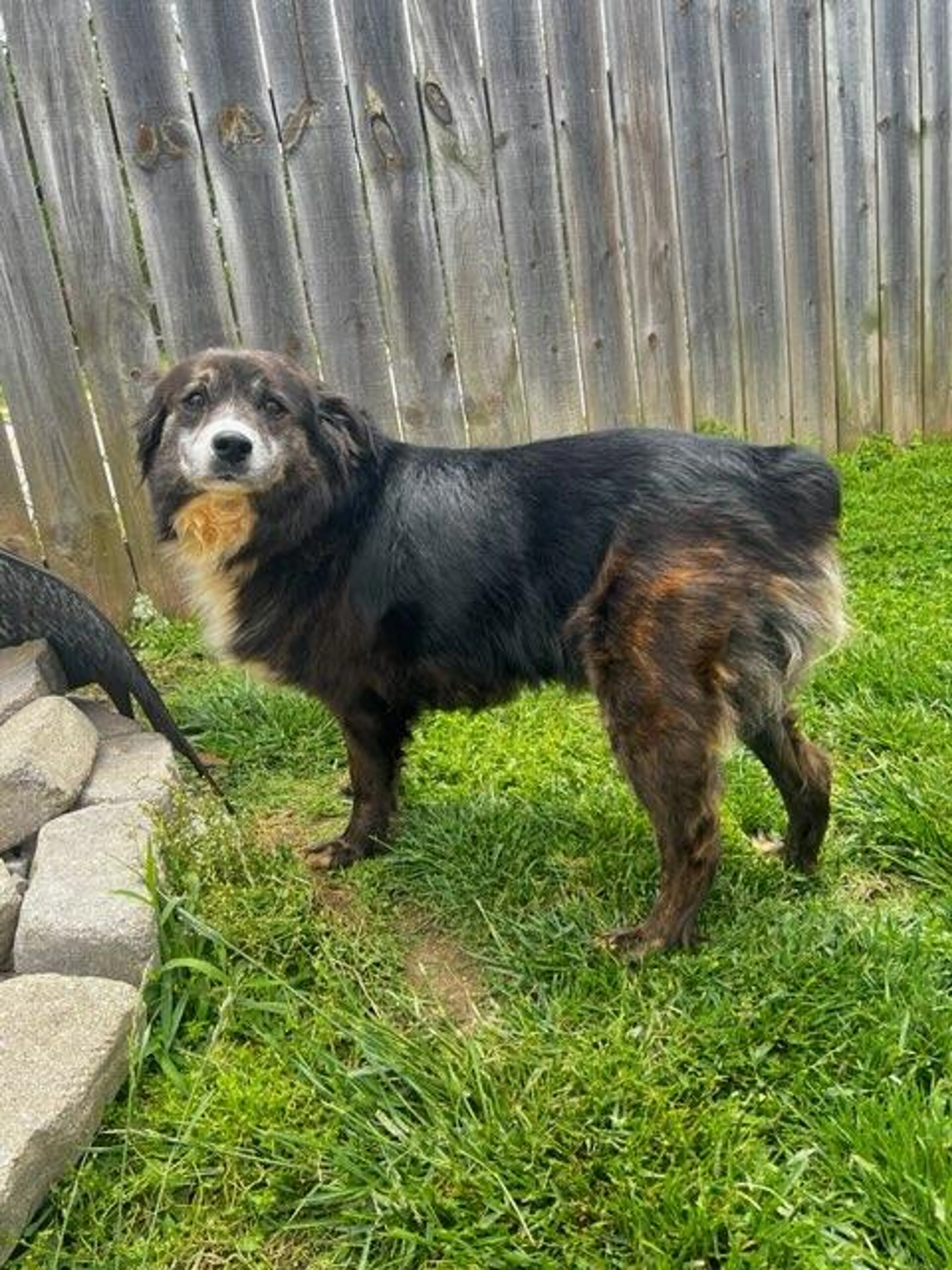 Found pet-2
