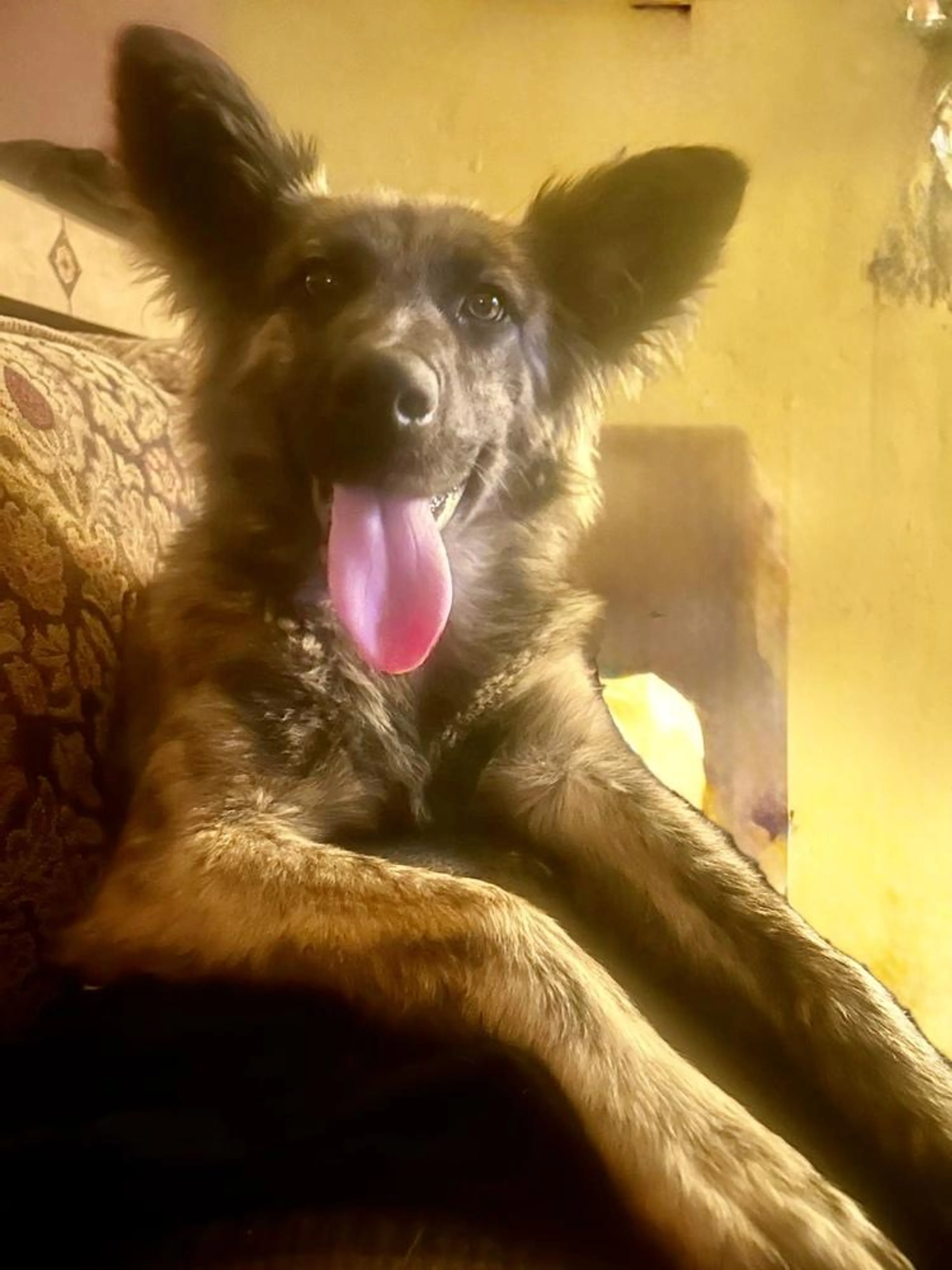 Found pet-4