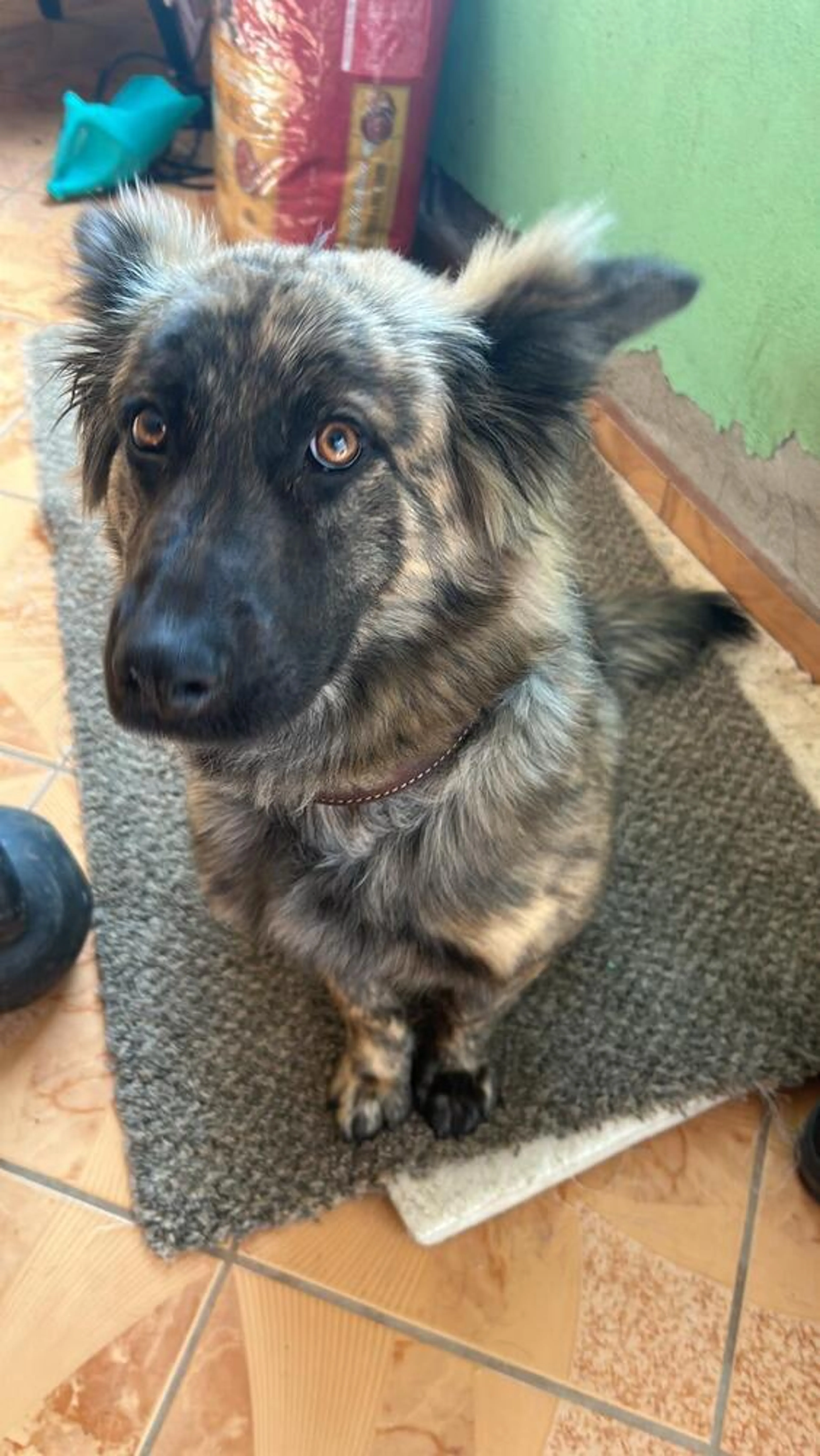 Found pet-2