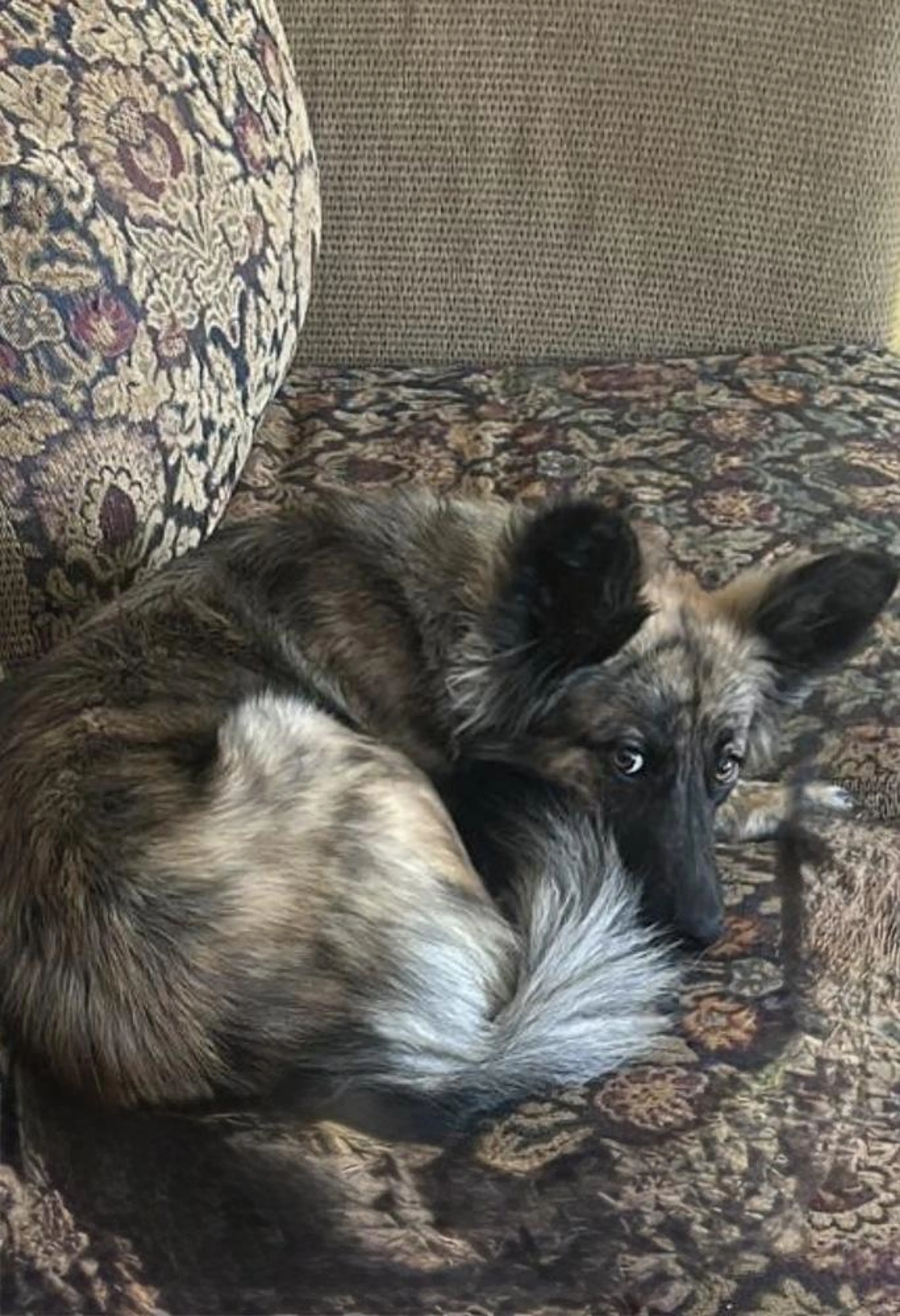 Found pet-3