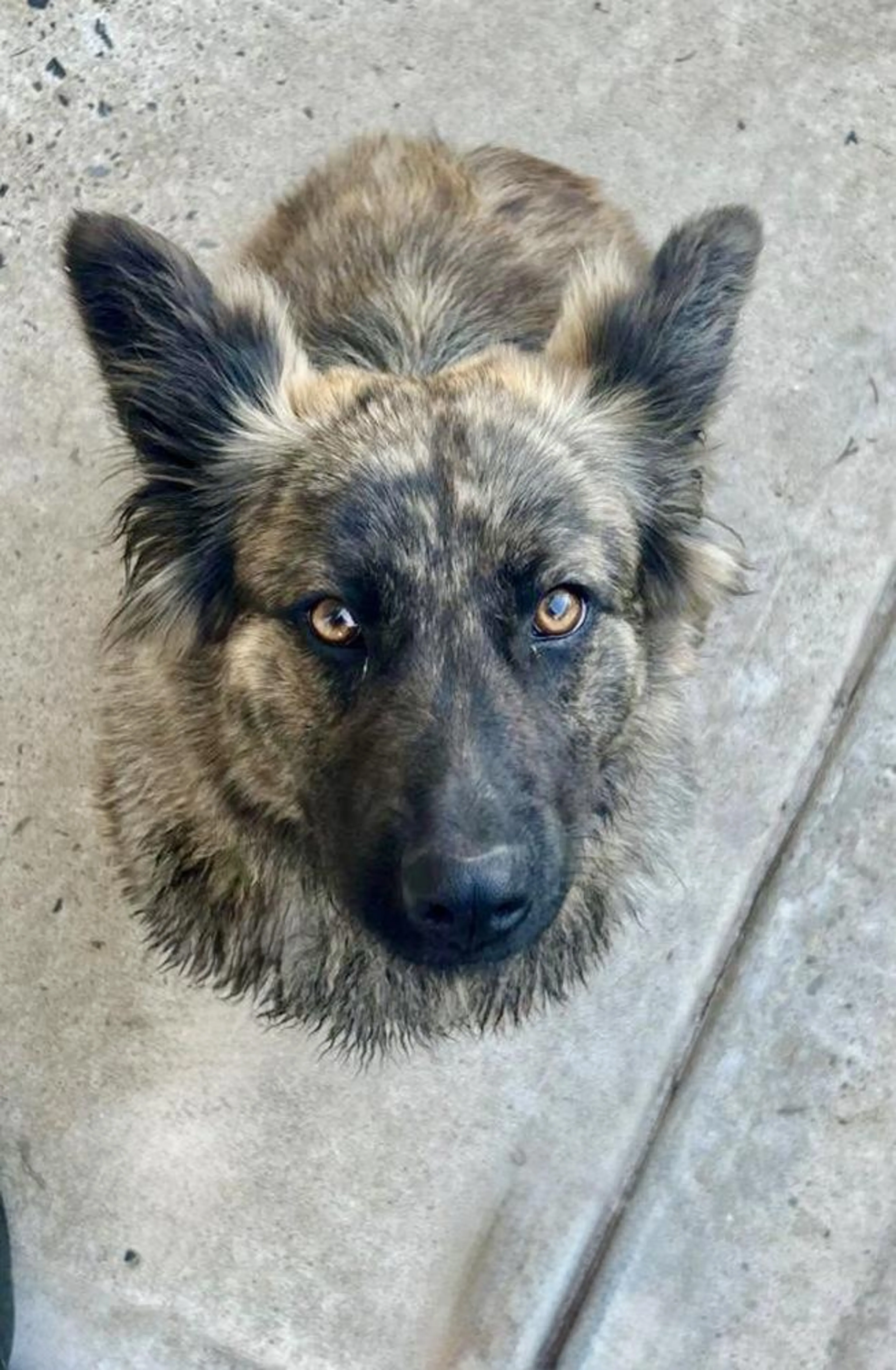 Found pet-1