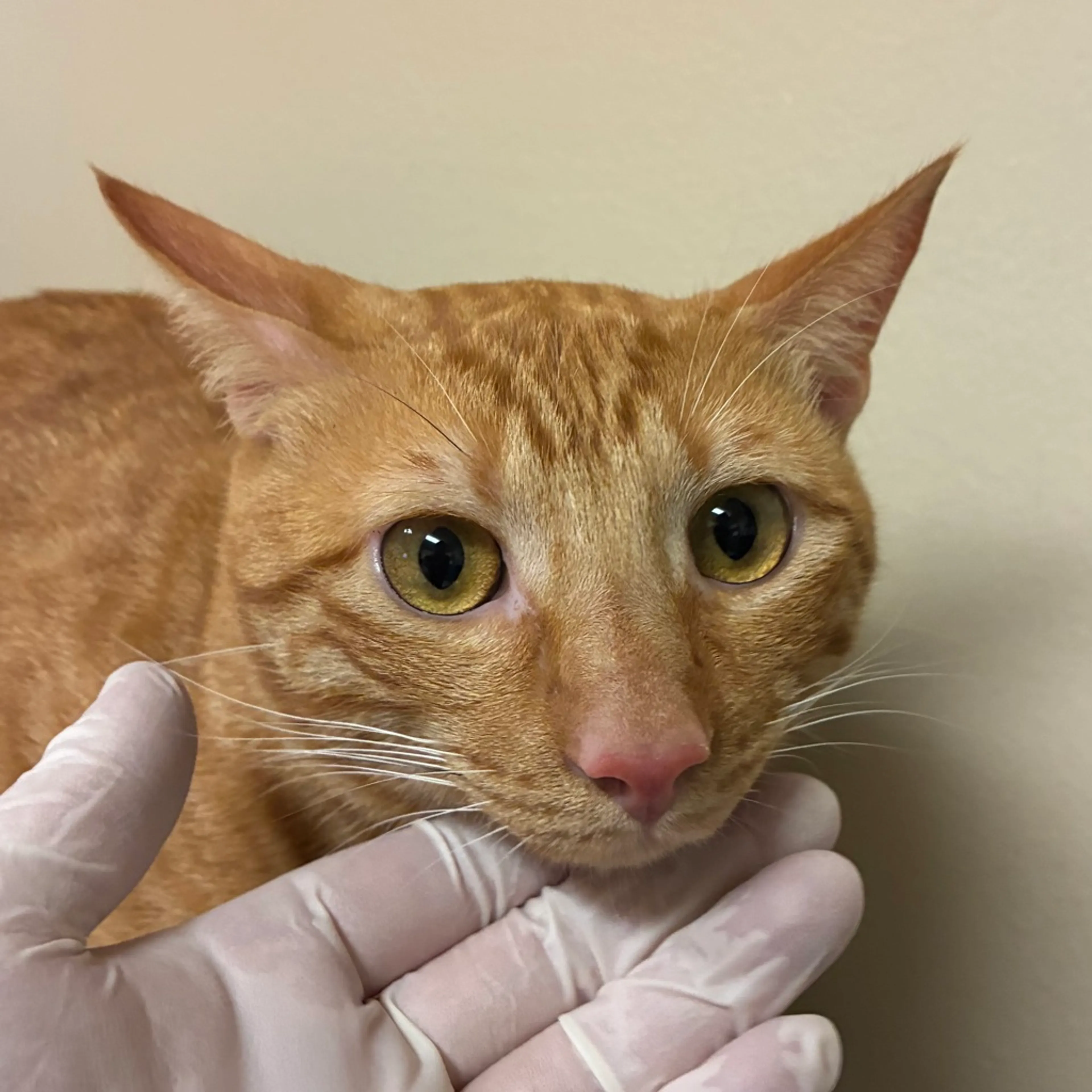 Found pet