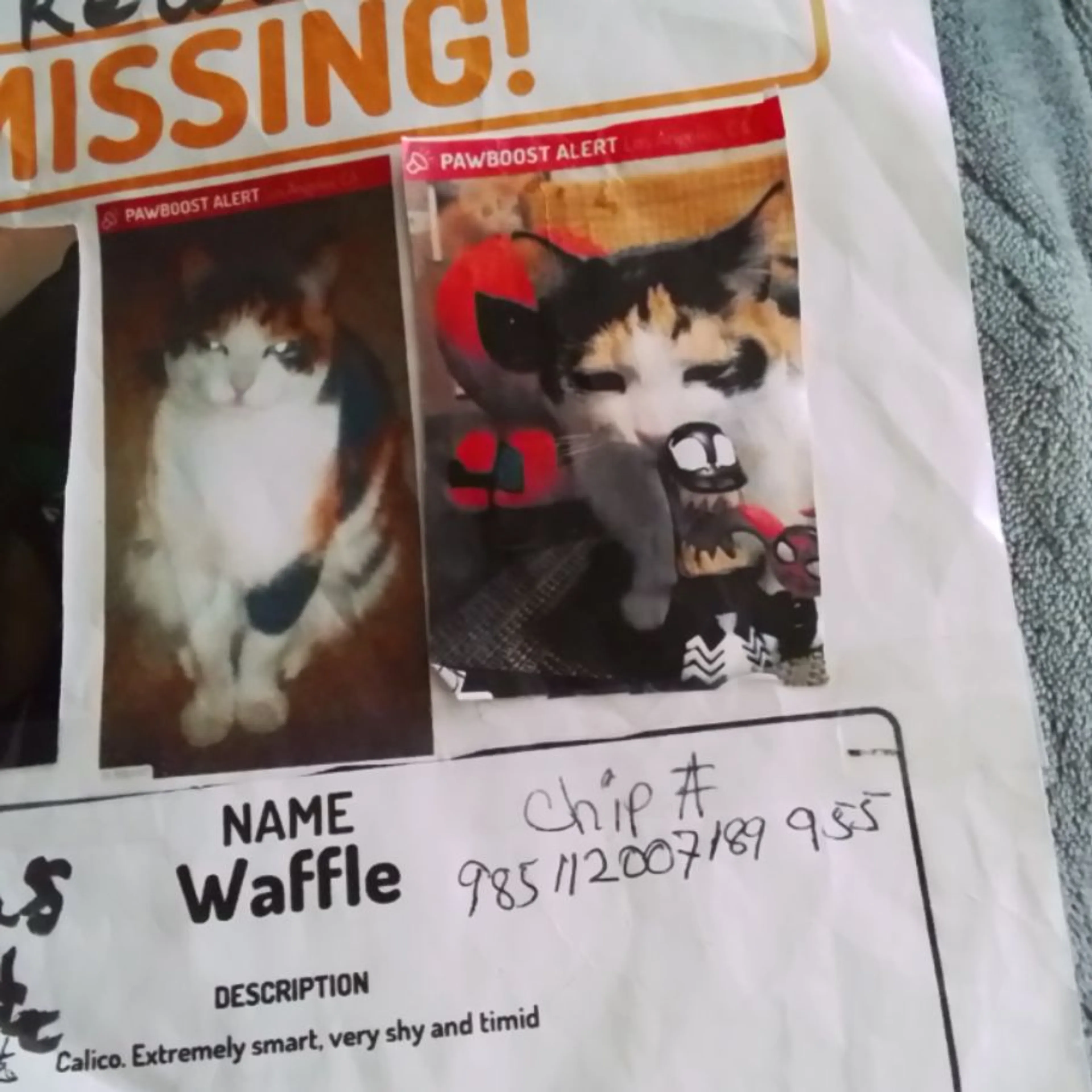 Lost pet