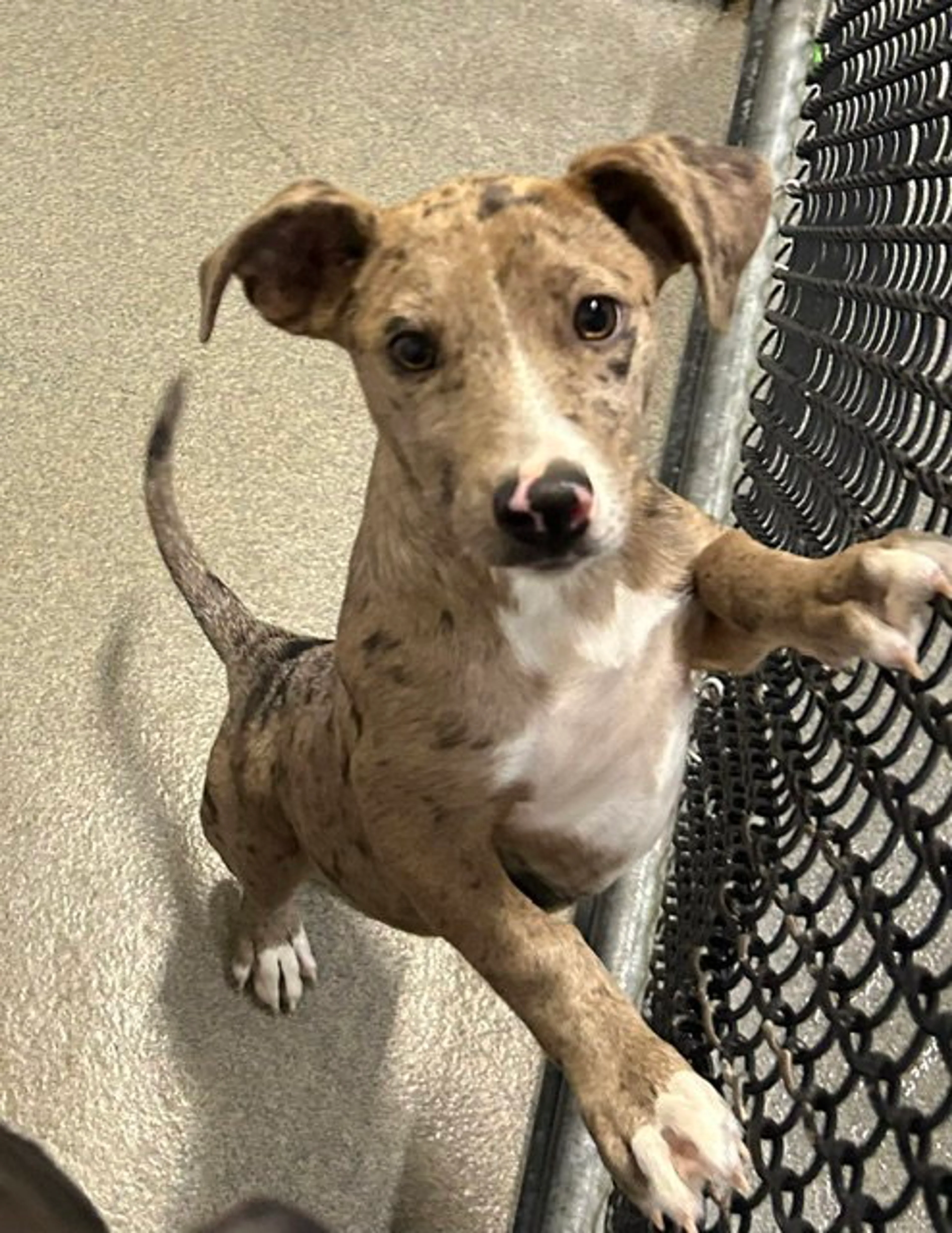 Found pet
