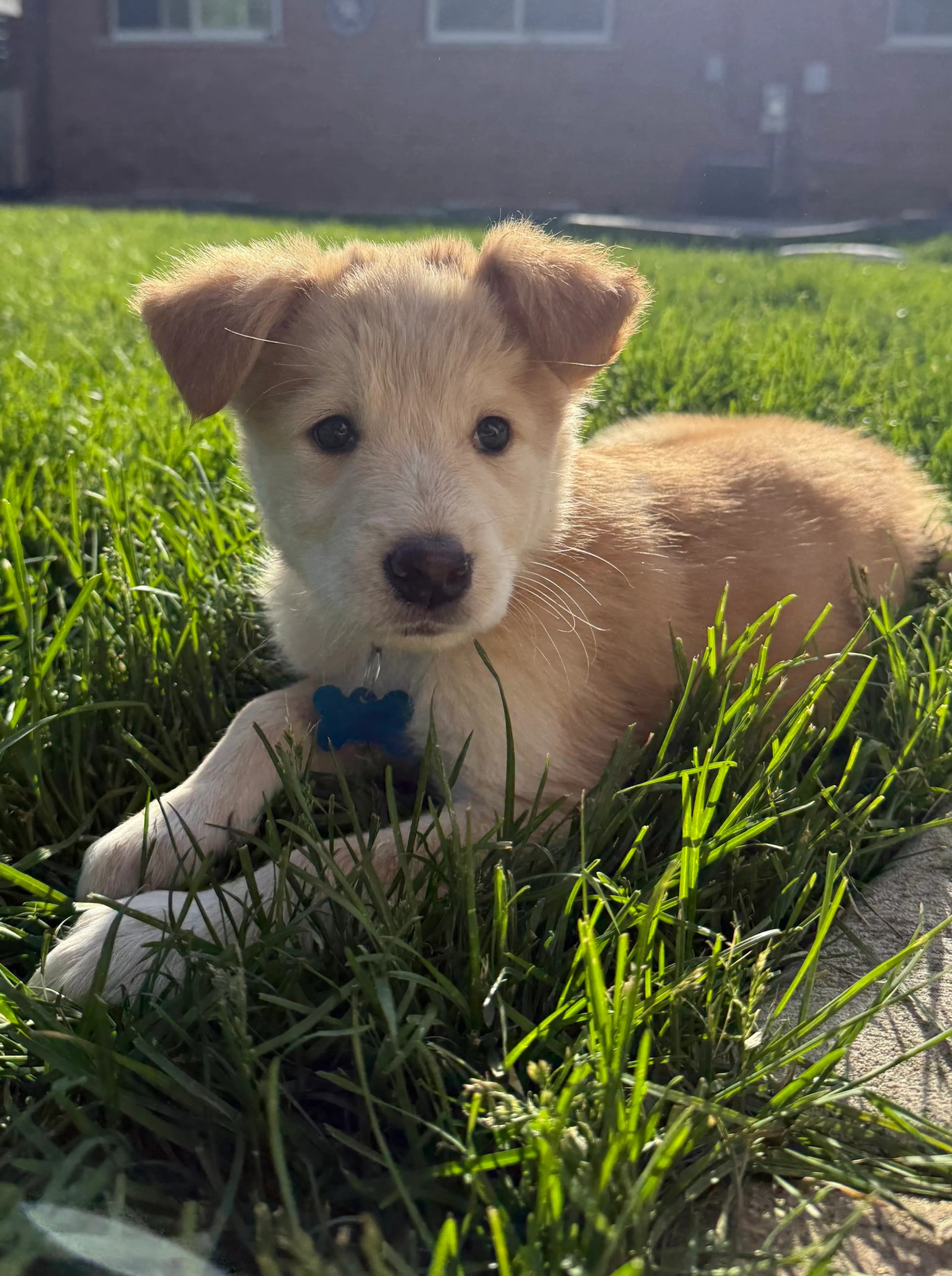 Found pet-3
