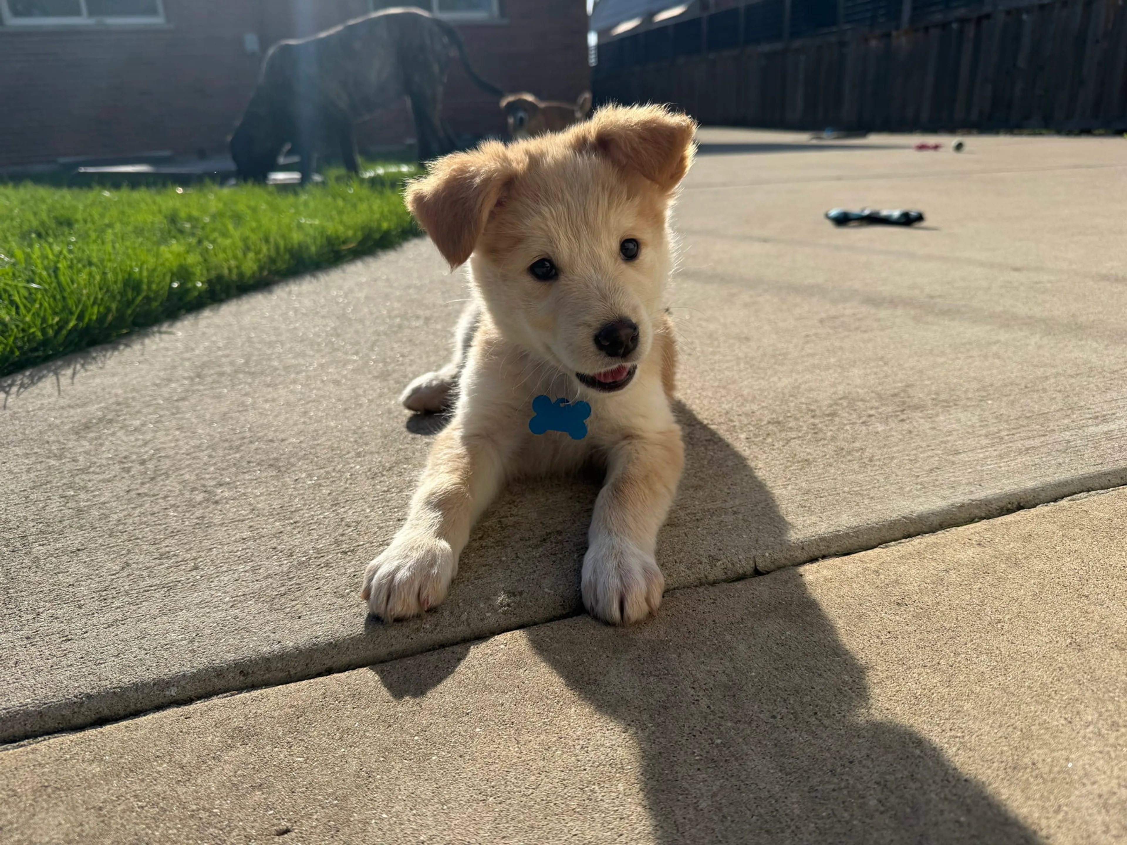 Found pet-2