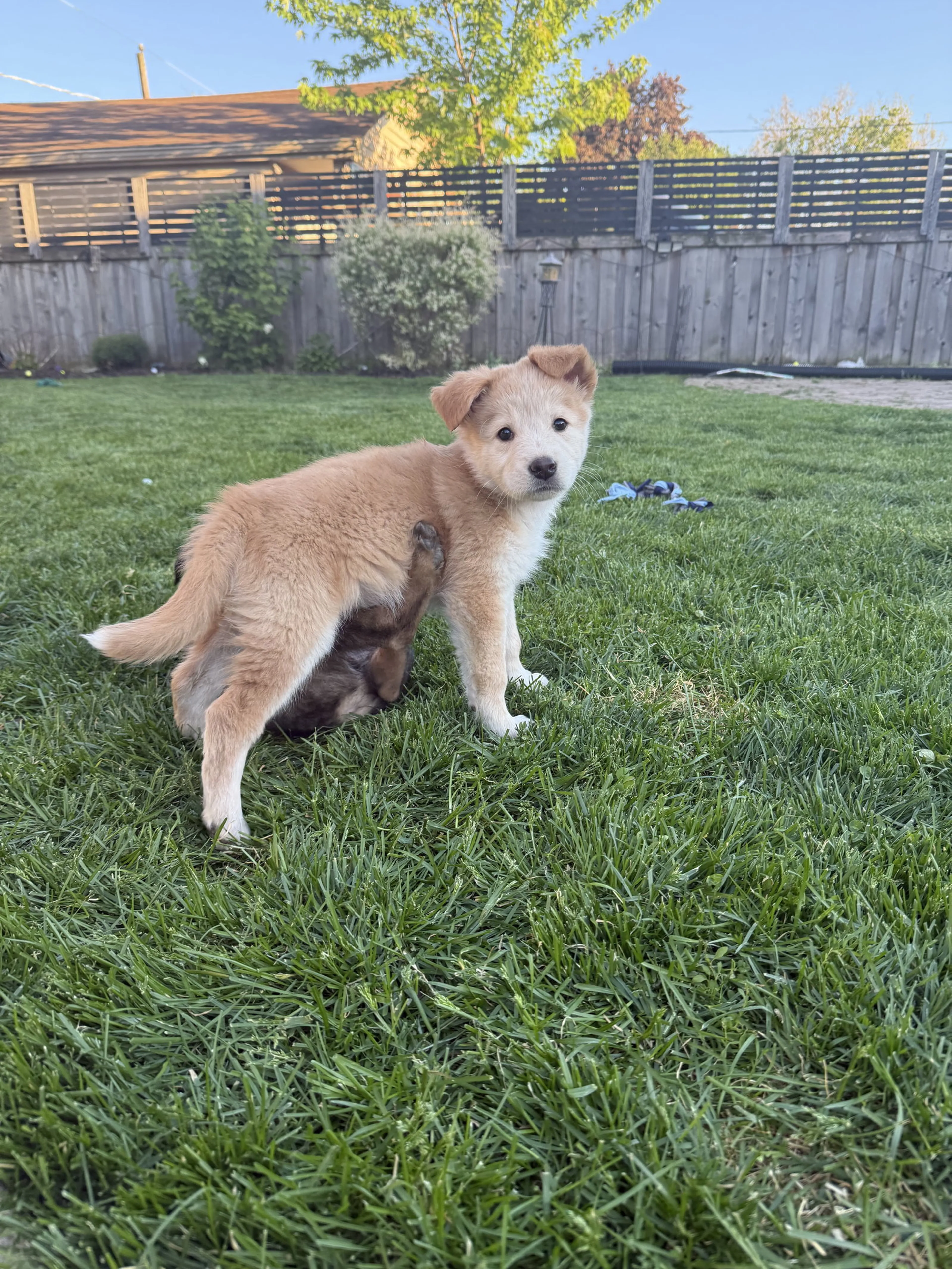 Found pet-1