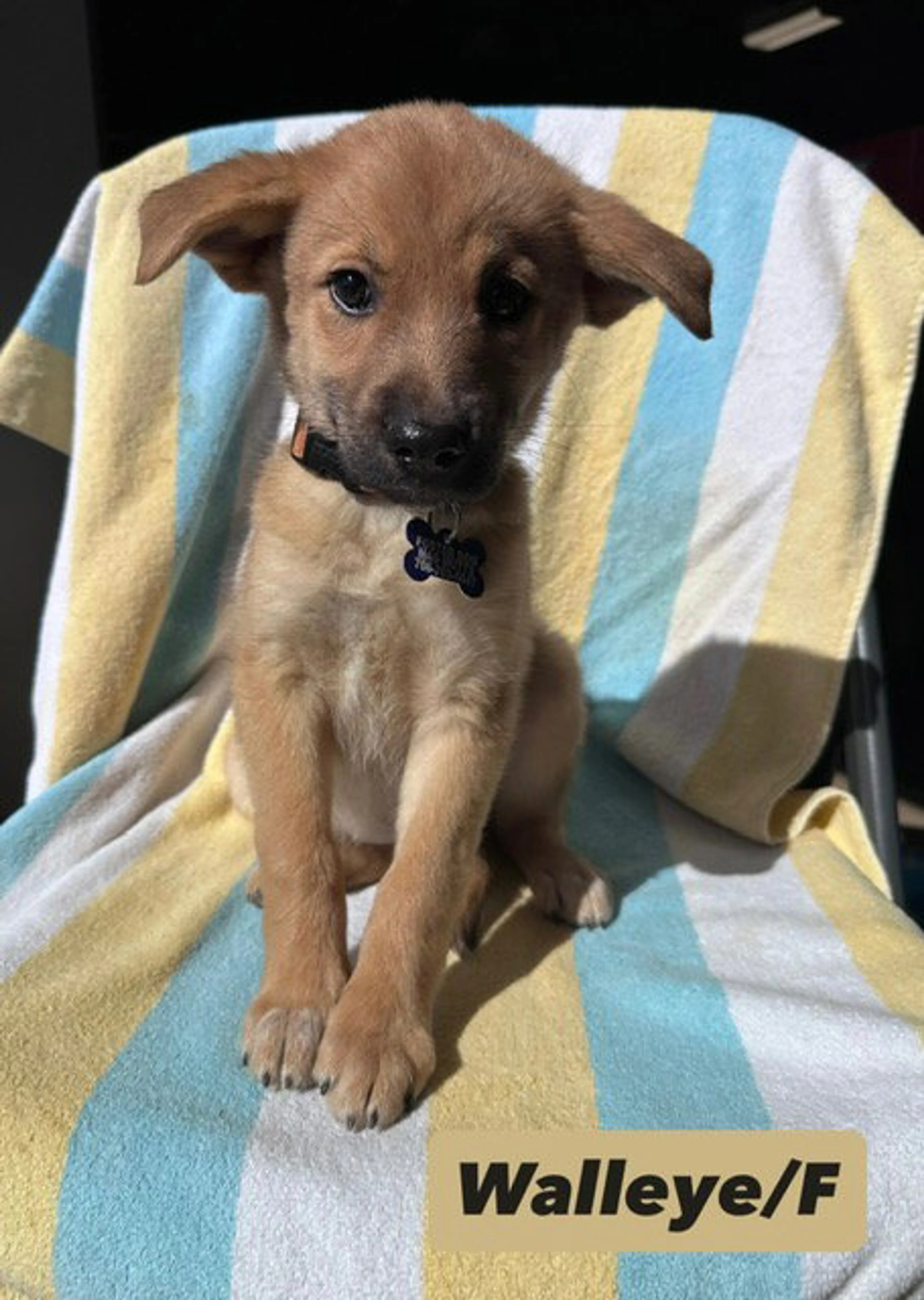 Found pet-2
