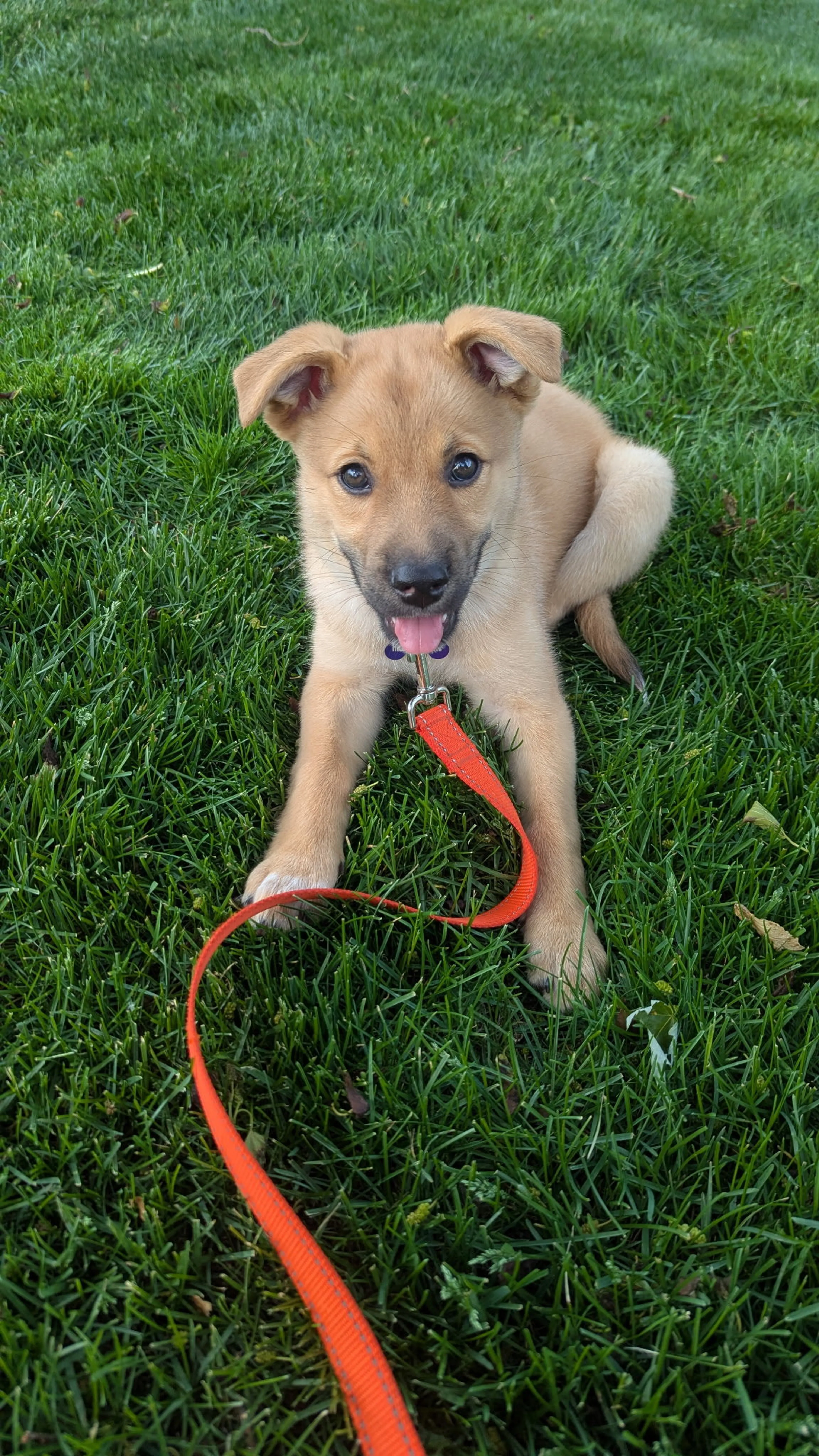 Found pet-0