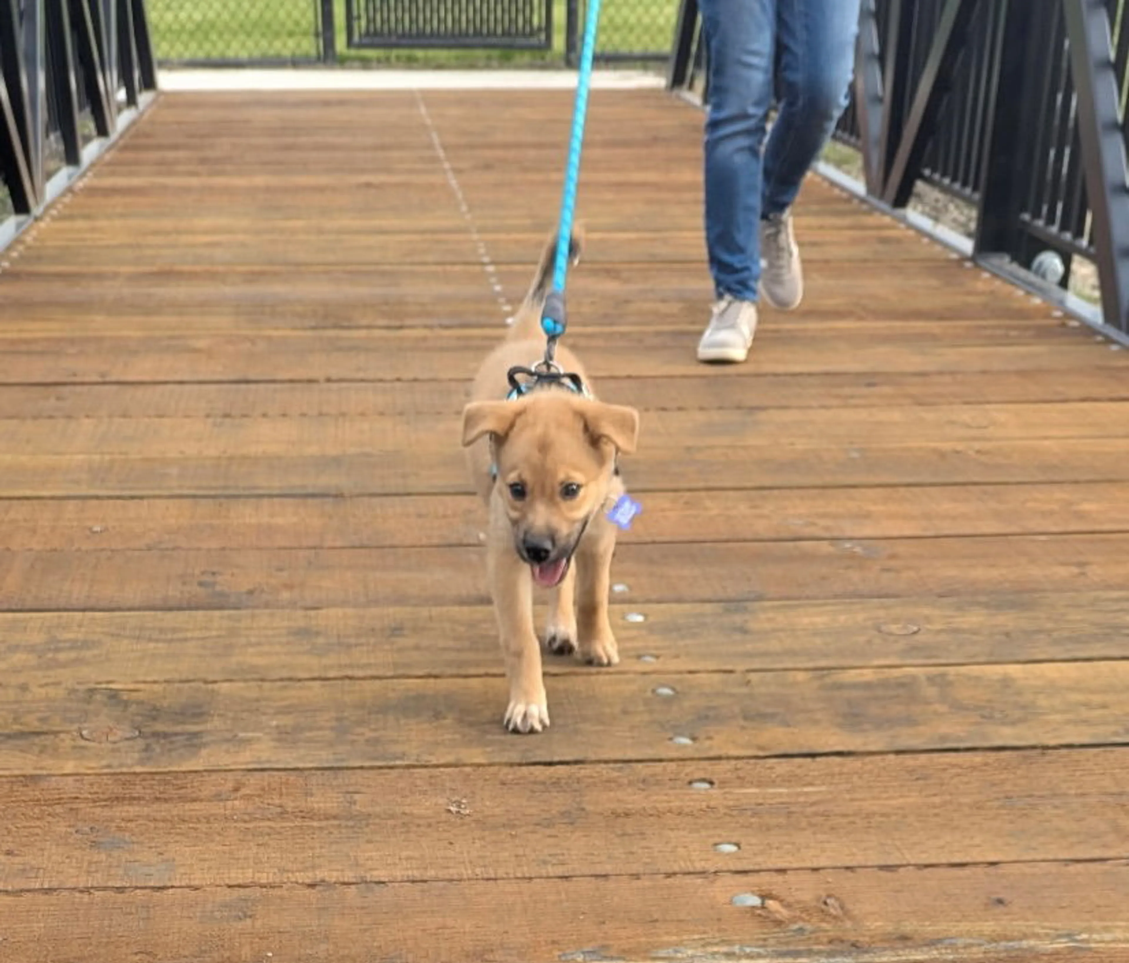 Found pet-1