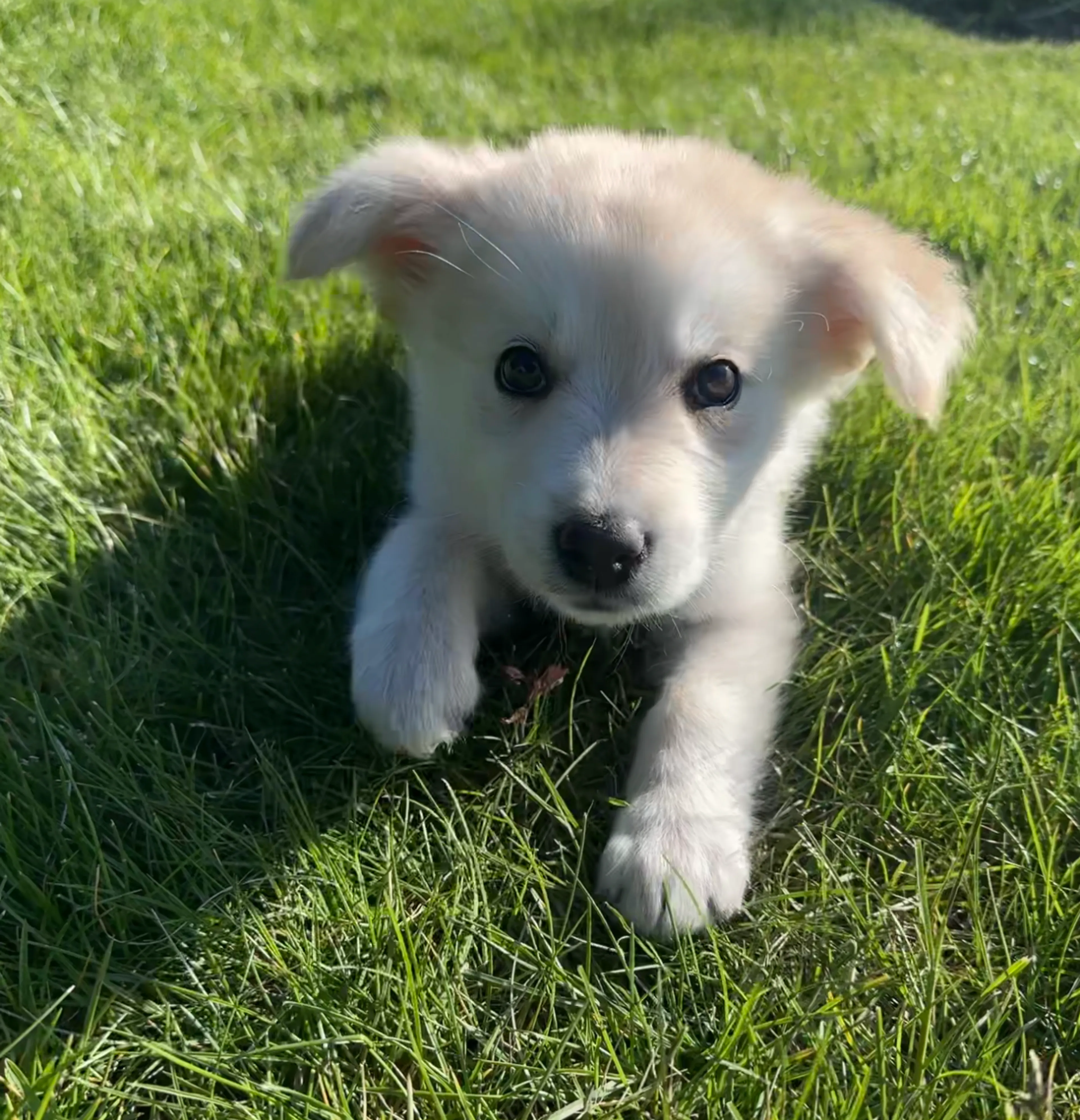 Found pet-1