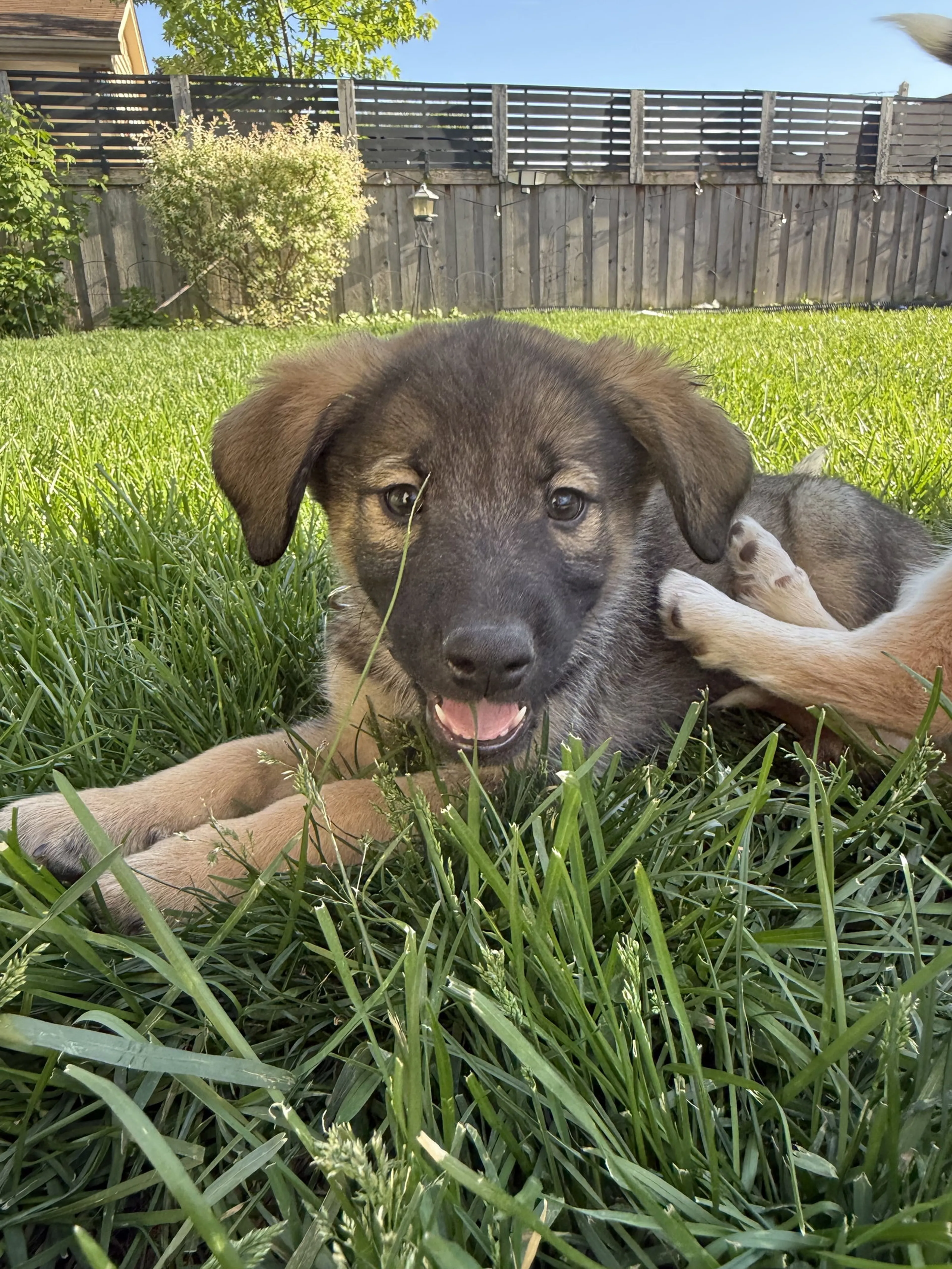 Found pet-3