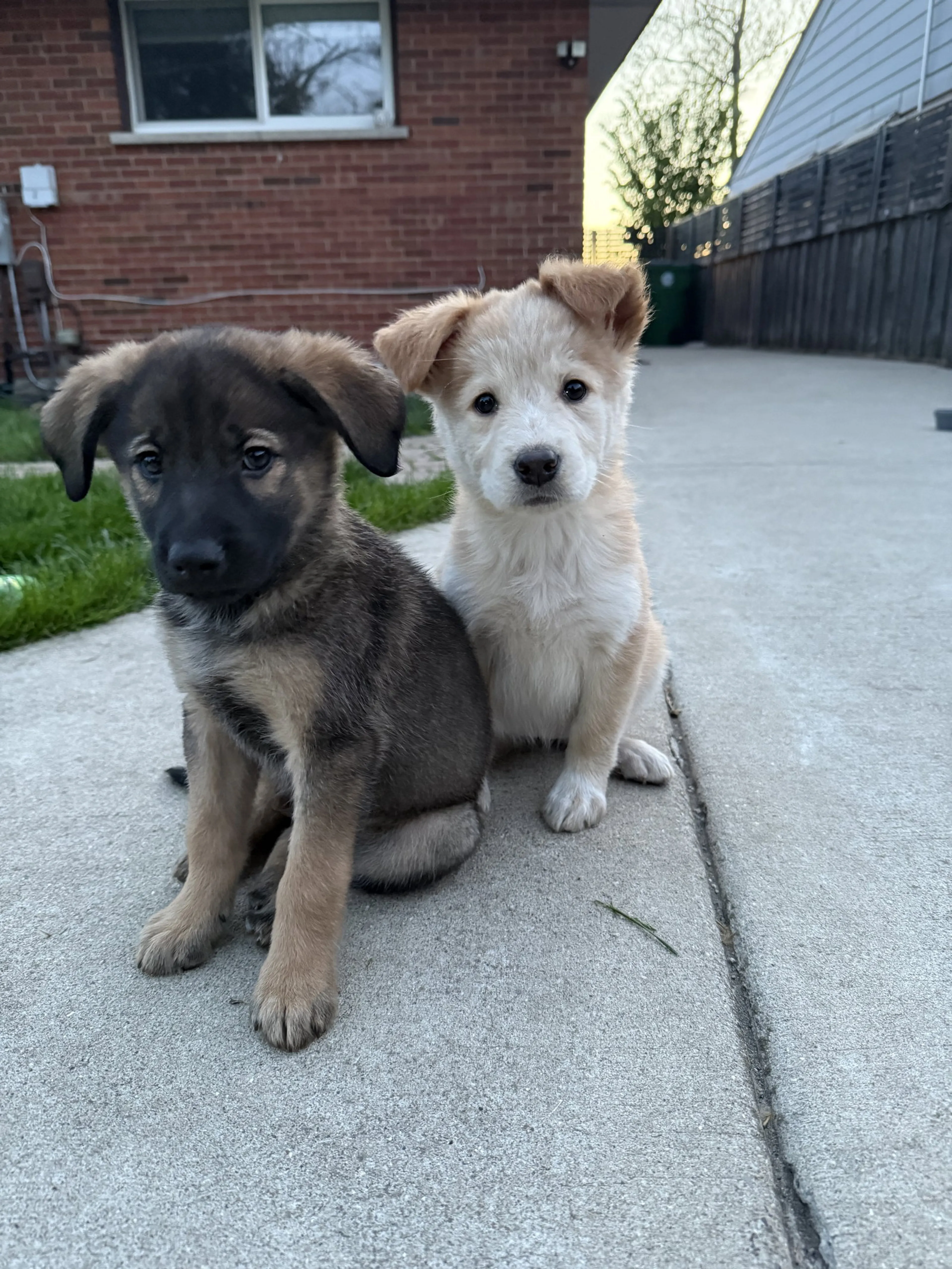 Found pet-2
