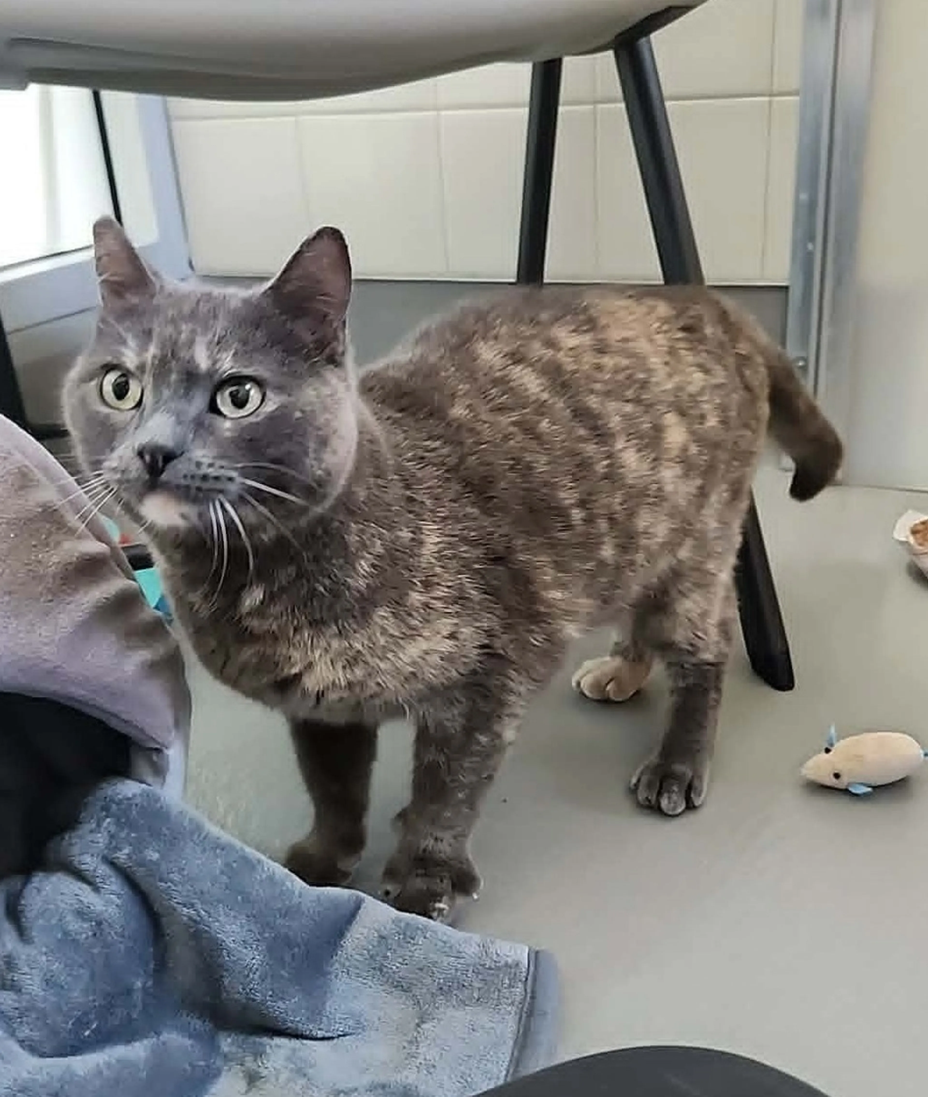 Found pet-3