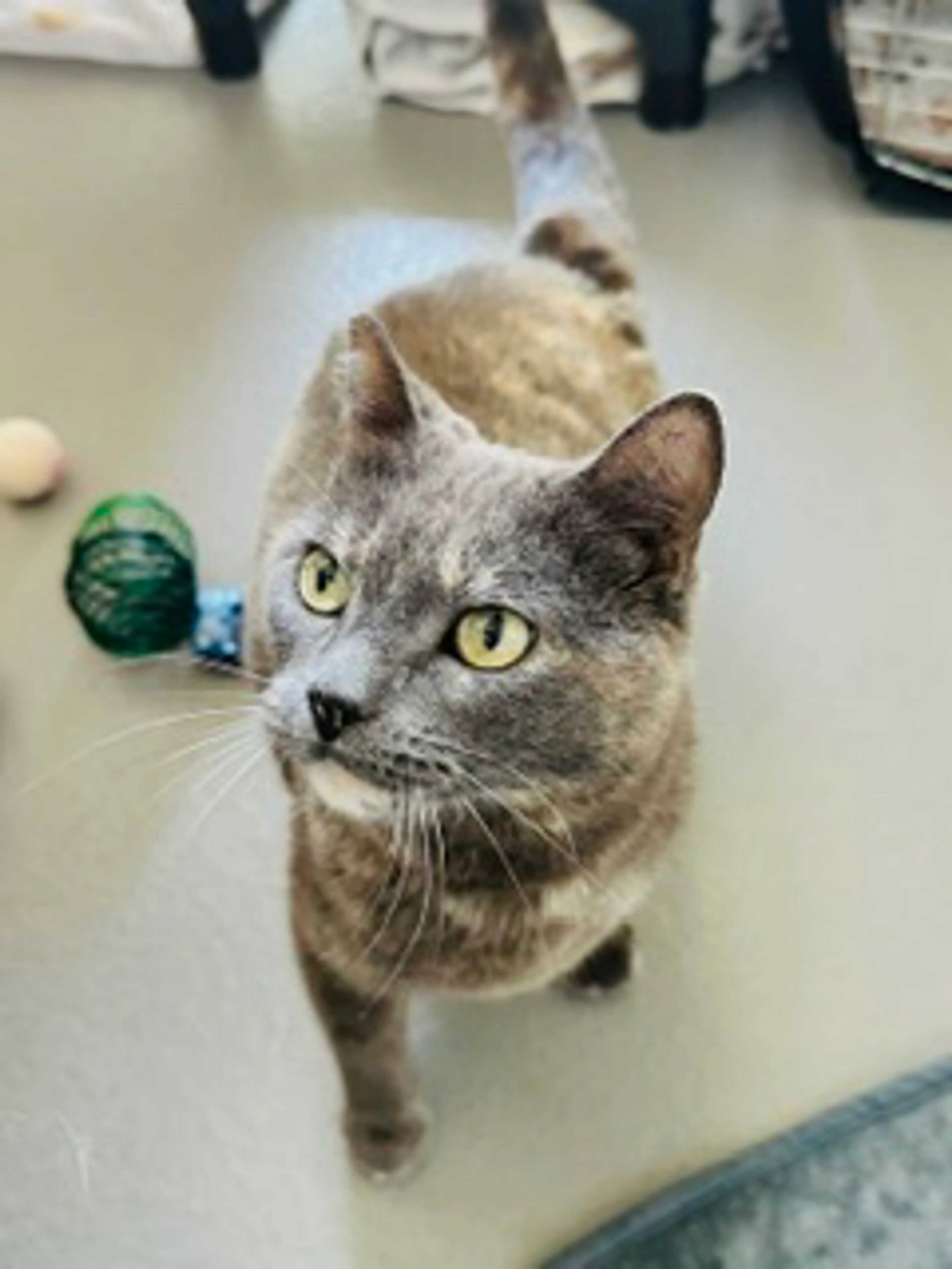Found pet-4