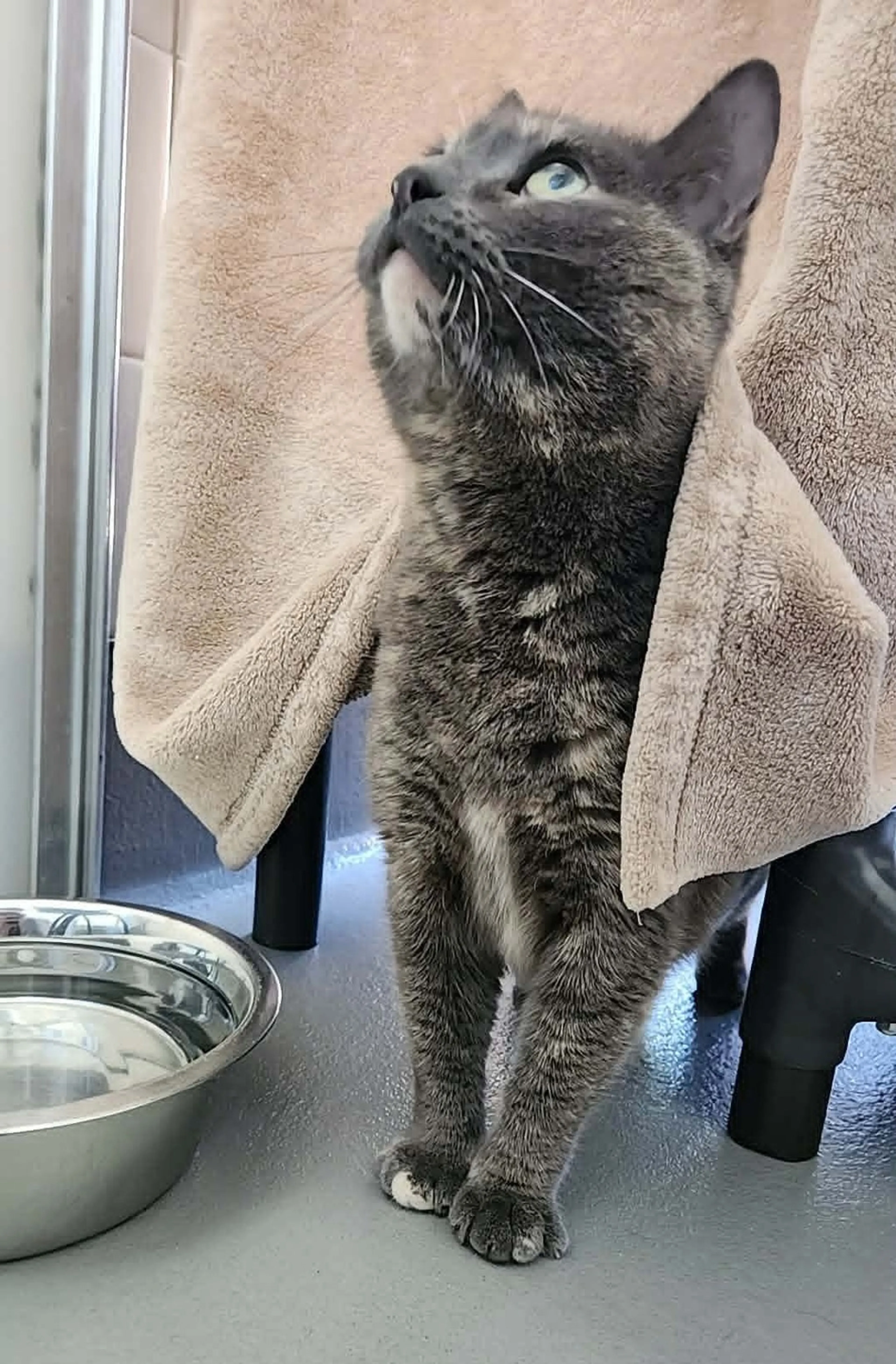 Found pet-2